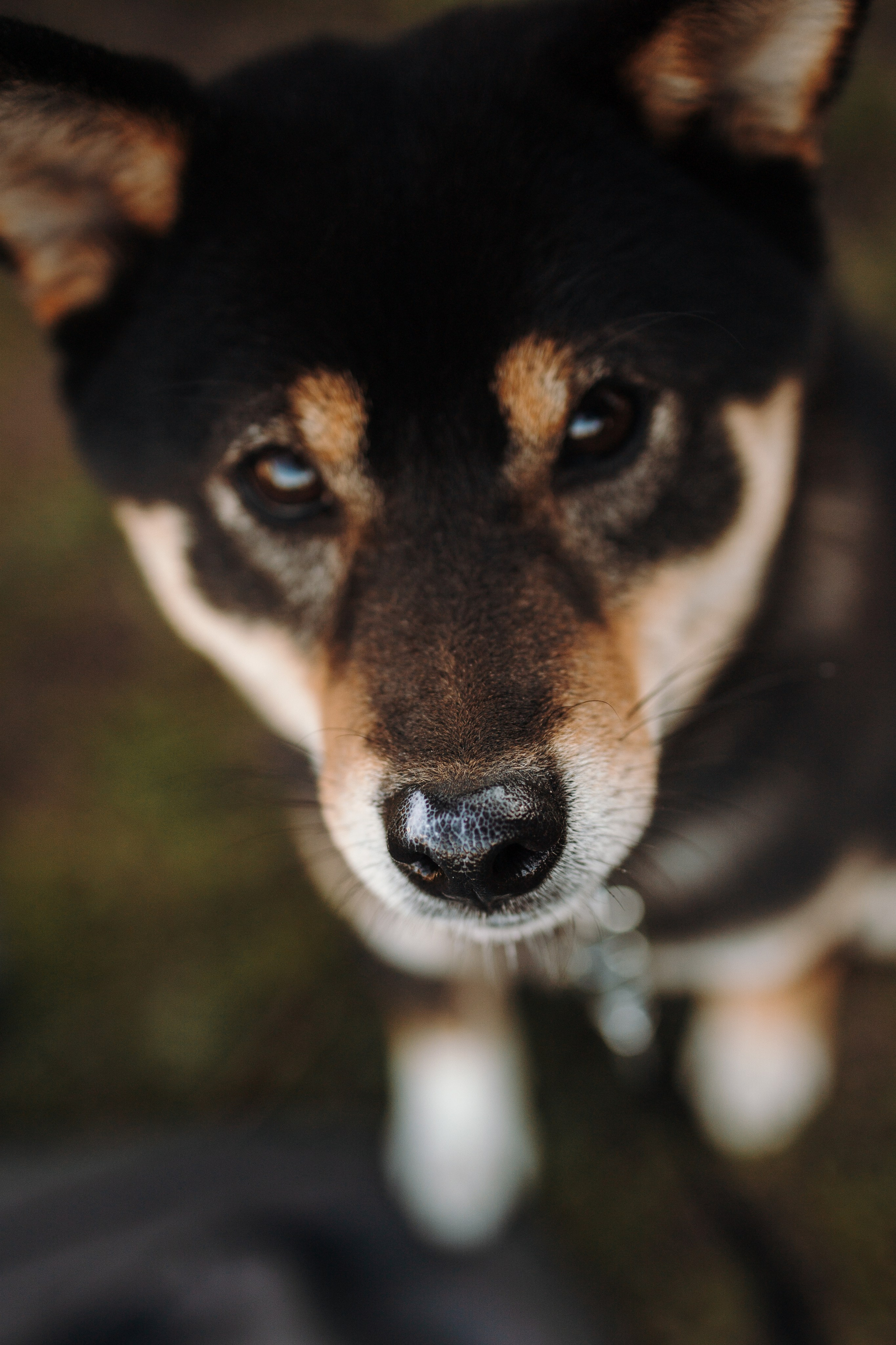 Даша и ее девочки. Фотограф — Анималист | Санкт-Петербург