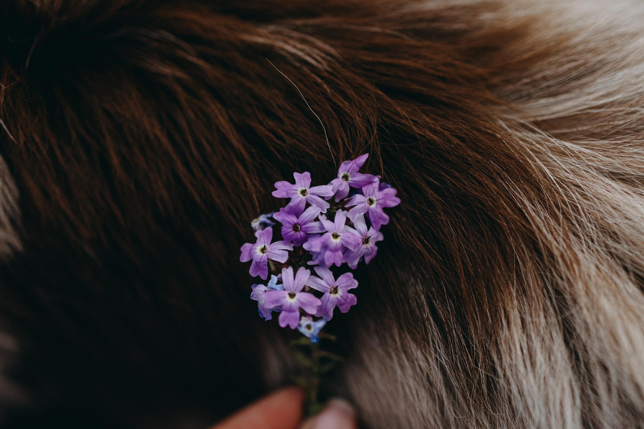 Маша и Эклер. Фотограф — Анималист | Санкт-Петербург