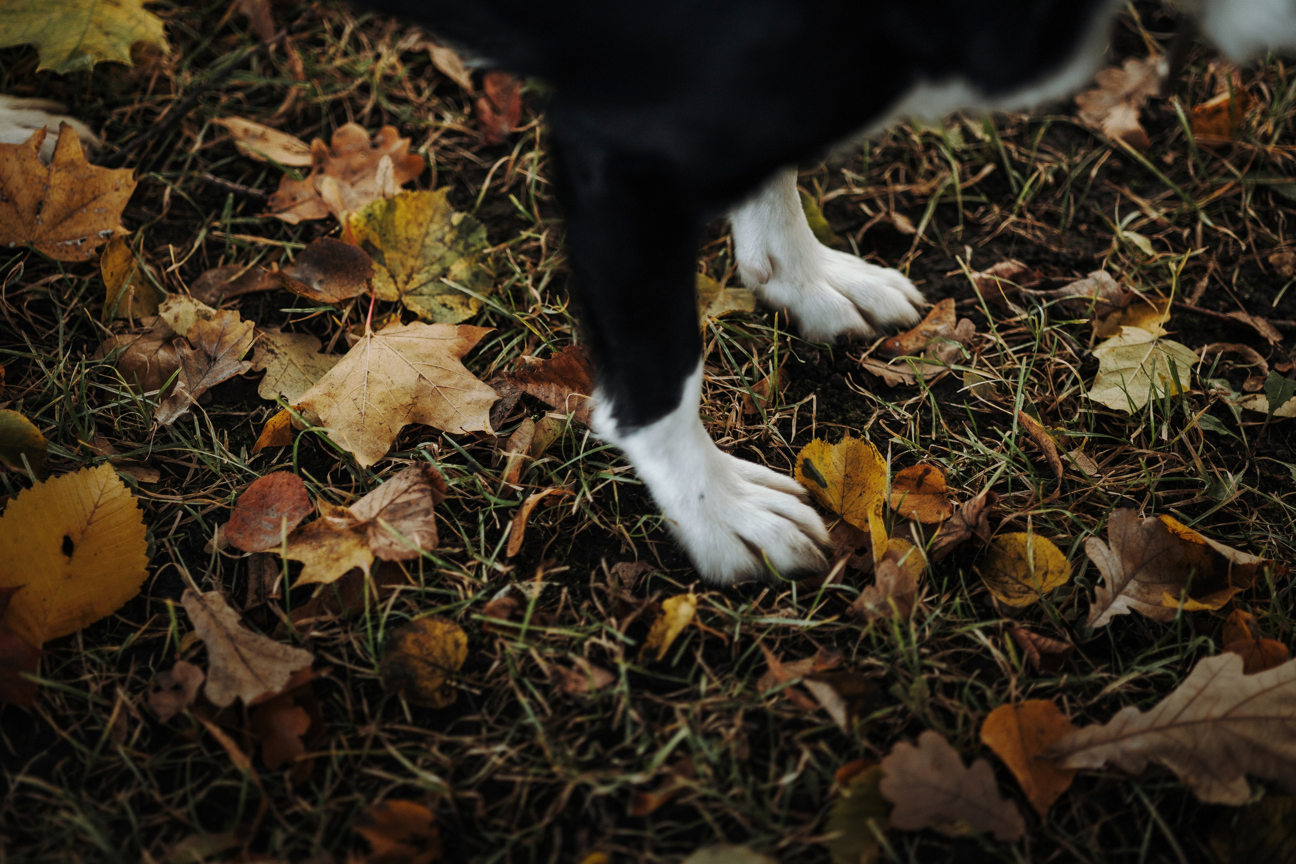 Мишель и ее семья. Фотограф — Анималист | Санкт-Петербург