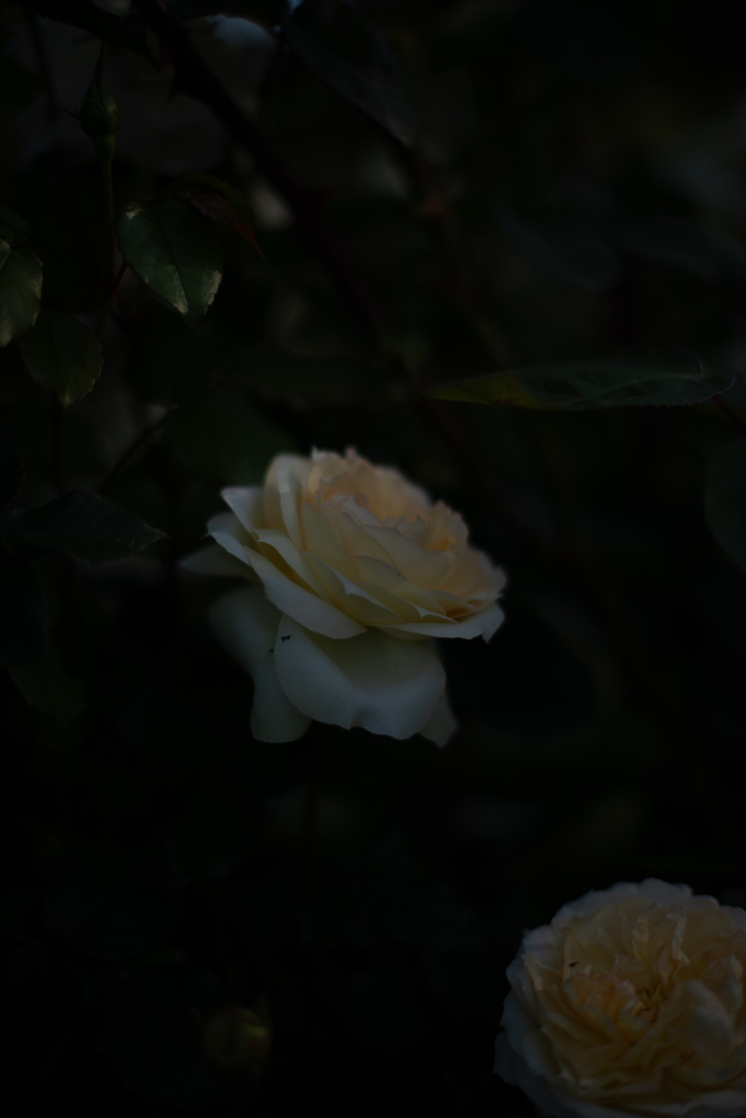 Цветы сада МГУ. Victoria Radjevna Репортажный Фотограф — Видеограф Москва • Санкт-Петербург