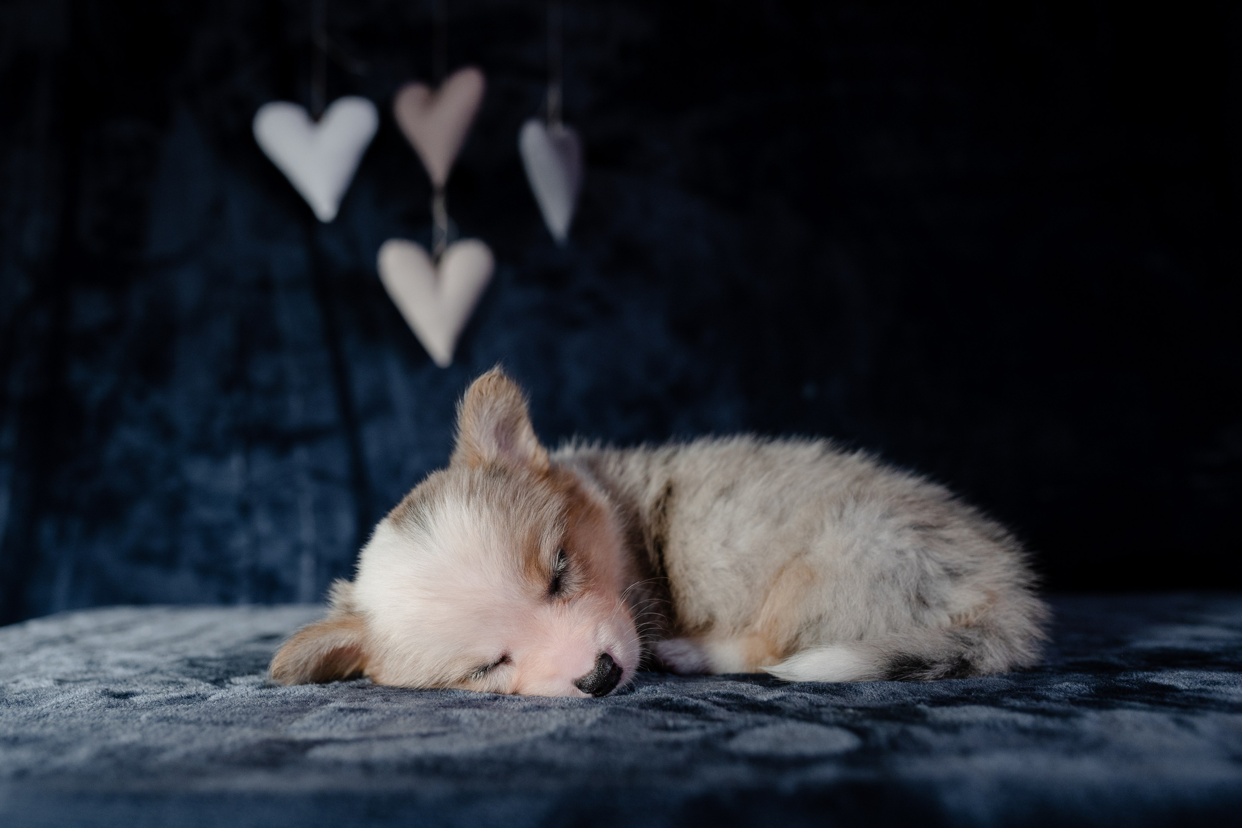 Вельш-корги-пемброк. Фотограф анималист в Москве Ольга Агушева