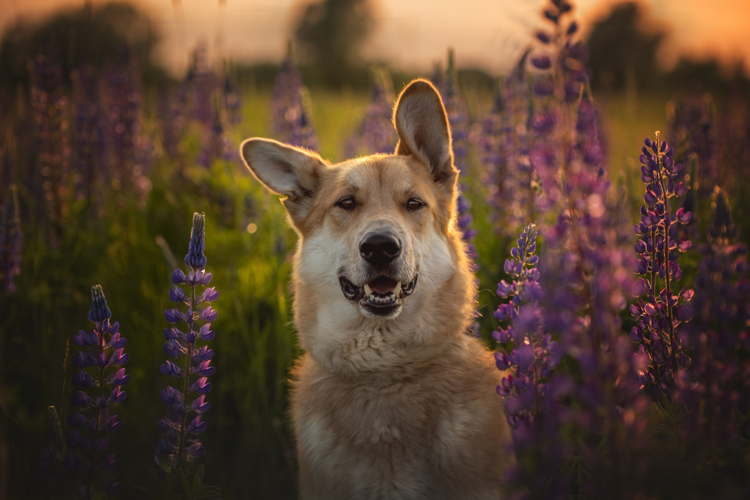 Галерея. Фотограф-анималист в Москве и Подмосковье
