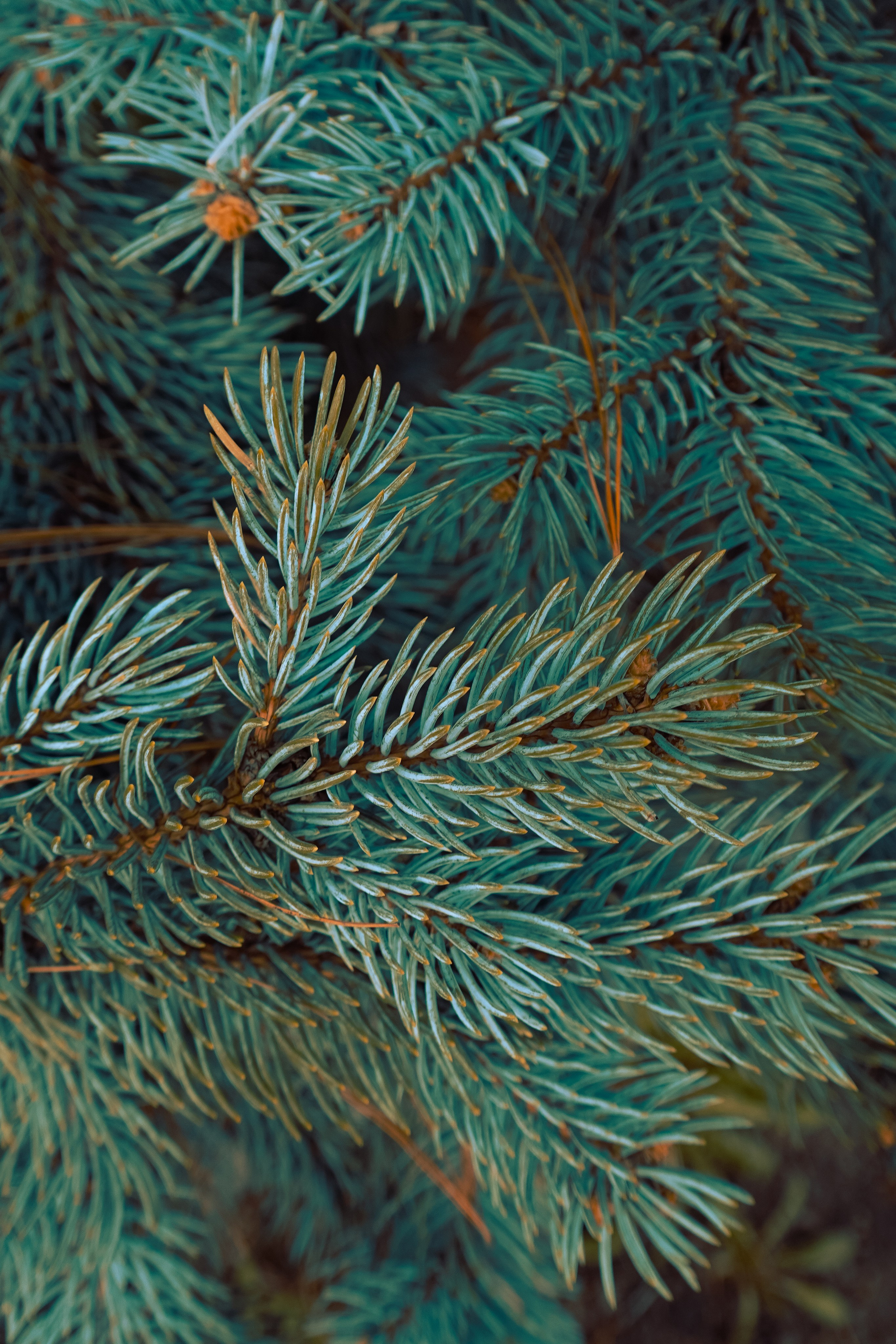 Ботанический сад. Фотограф Алиса Аспер