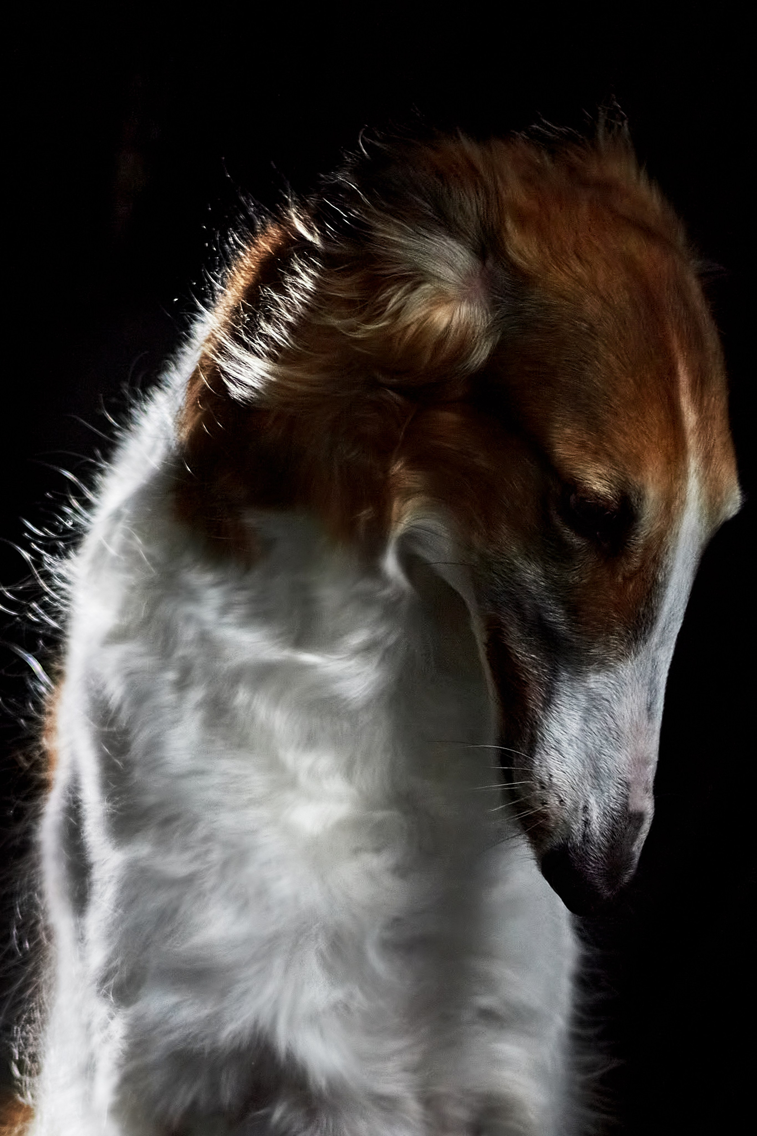 Фотосессия с животными. Фотограф анималист — Тула, Москва