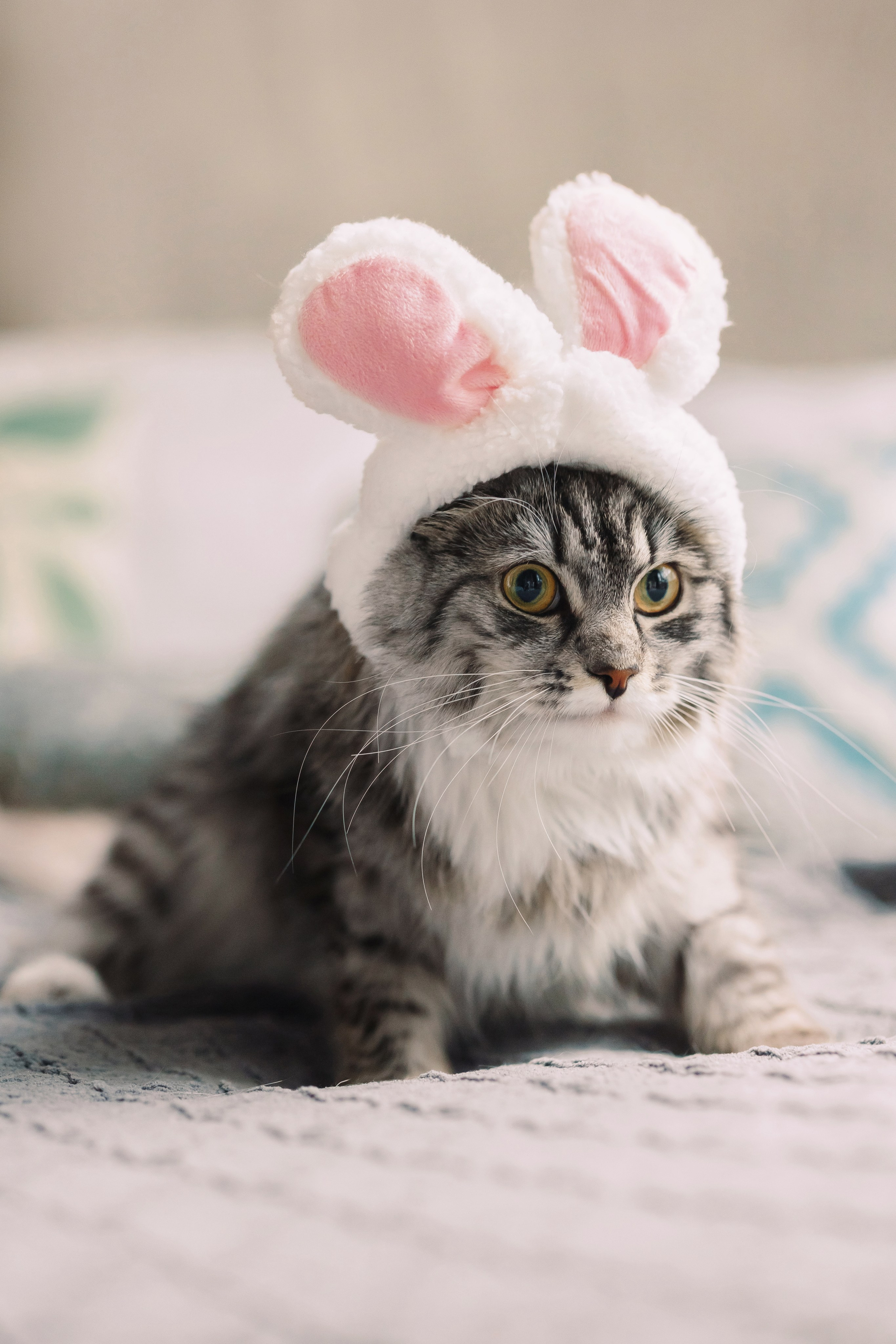 Магазин Friend of mine. Фотограф-анималист Елена Радченко, Москва