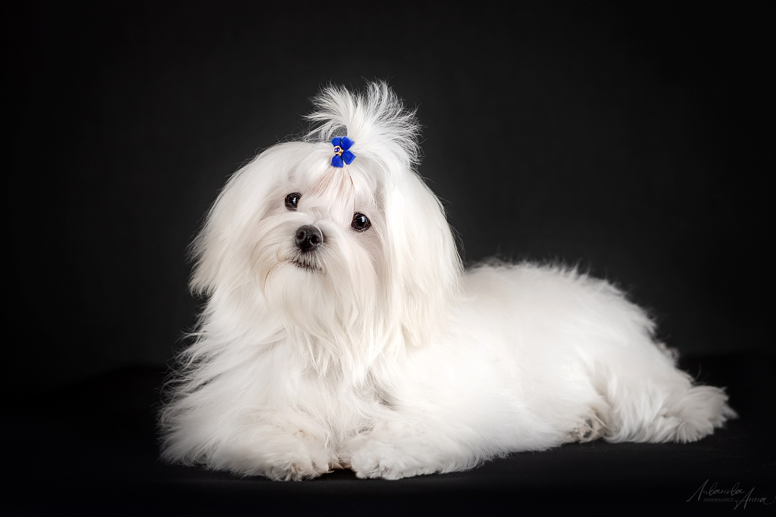 Мальтезе. Фотограф анималист Аня Ливанова | Рыбинск