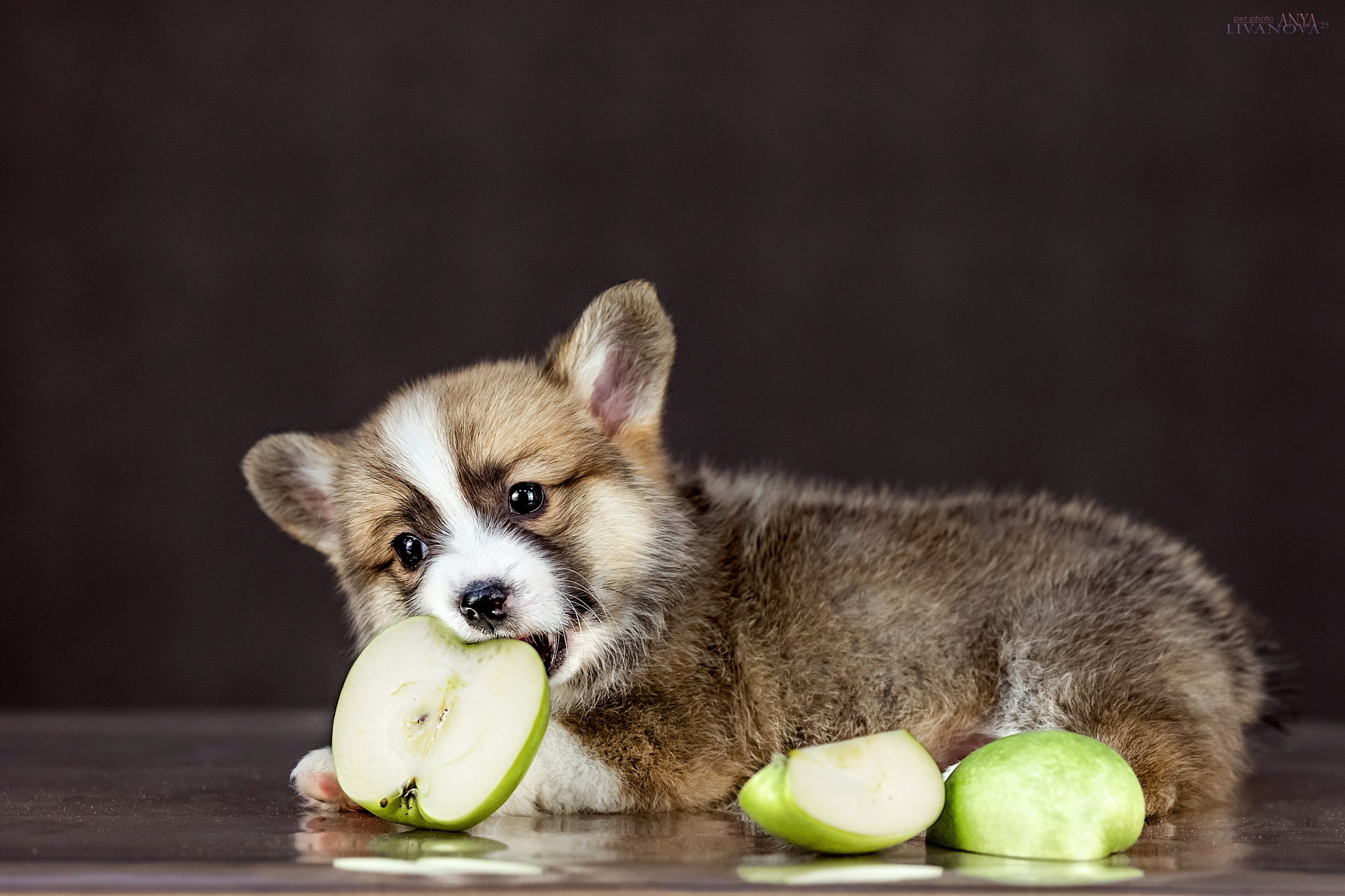 Коржики. Фотограф анималист Аня Ливанова | Рыбинск