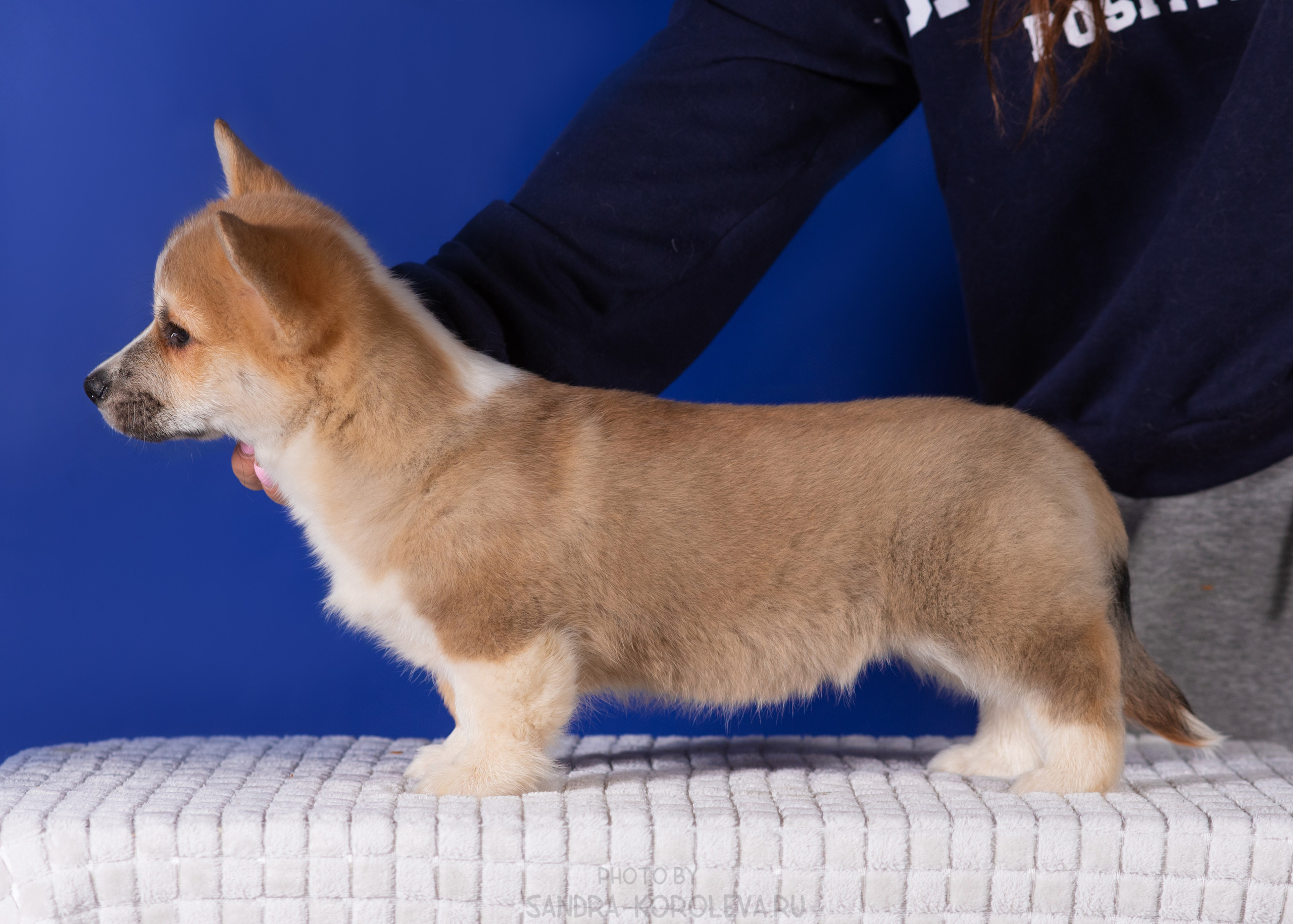 Милые щеночки. Дог-фотограф в Тюмени Александра Королева