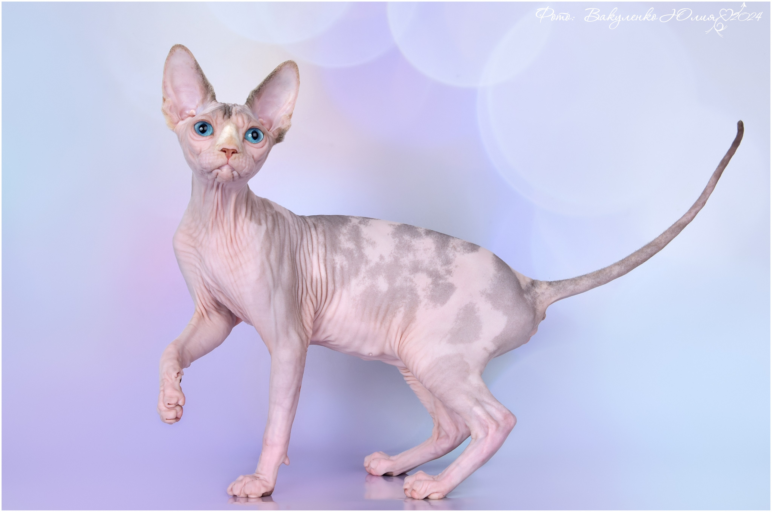 Взрослые. Фотограф анималист | семейный Юлия Вакуленко, г. Краснодар