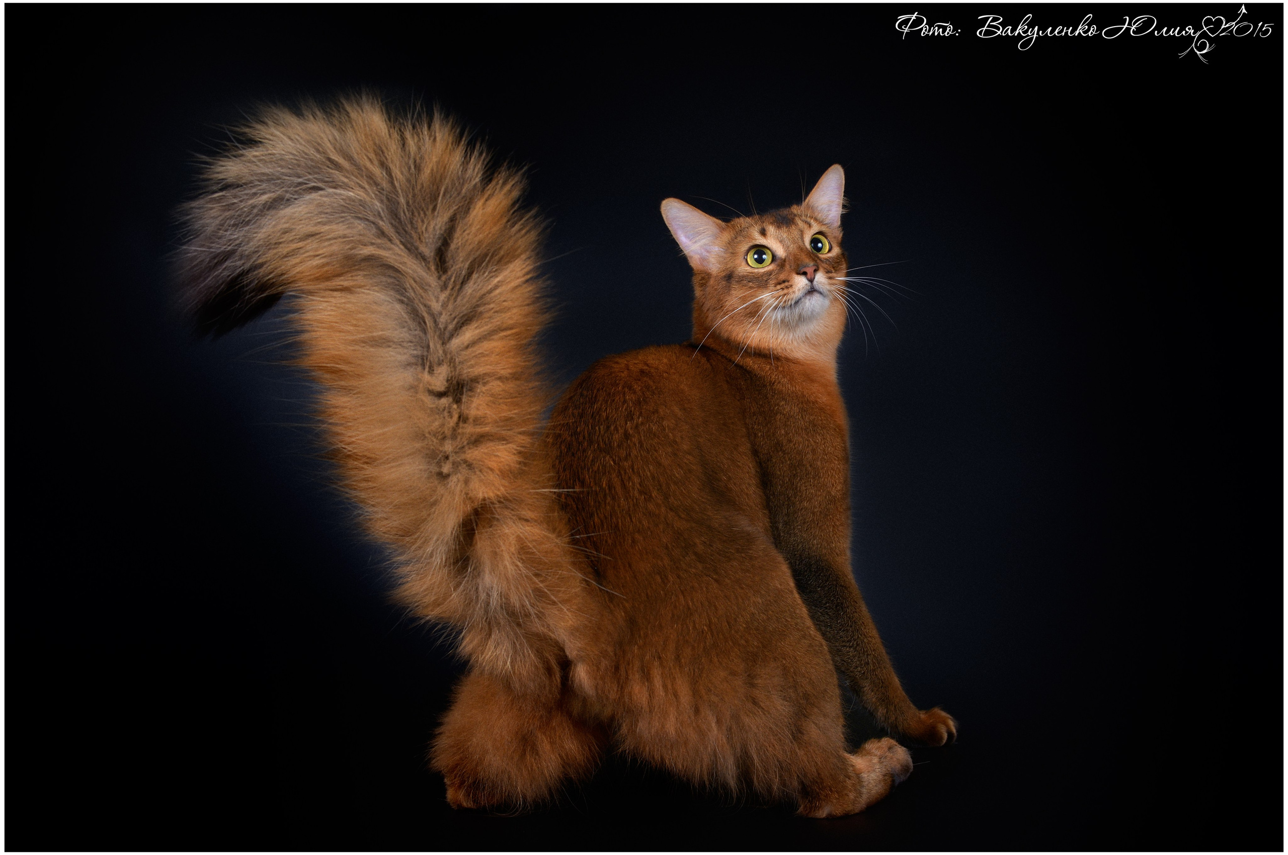 Взрослые. Фотограф анималист | семейный Юлия Вакуленко, г. Краснодар