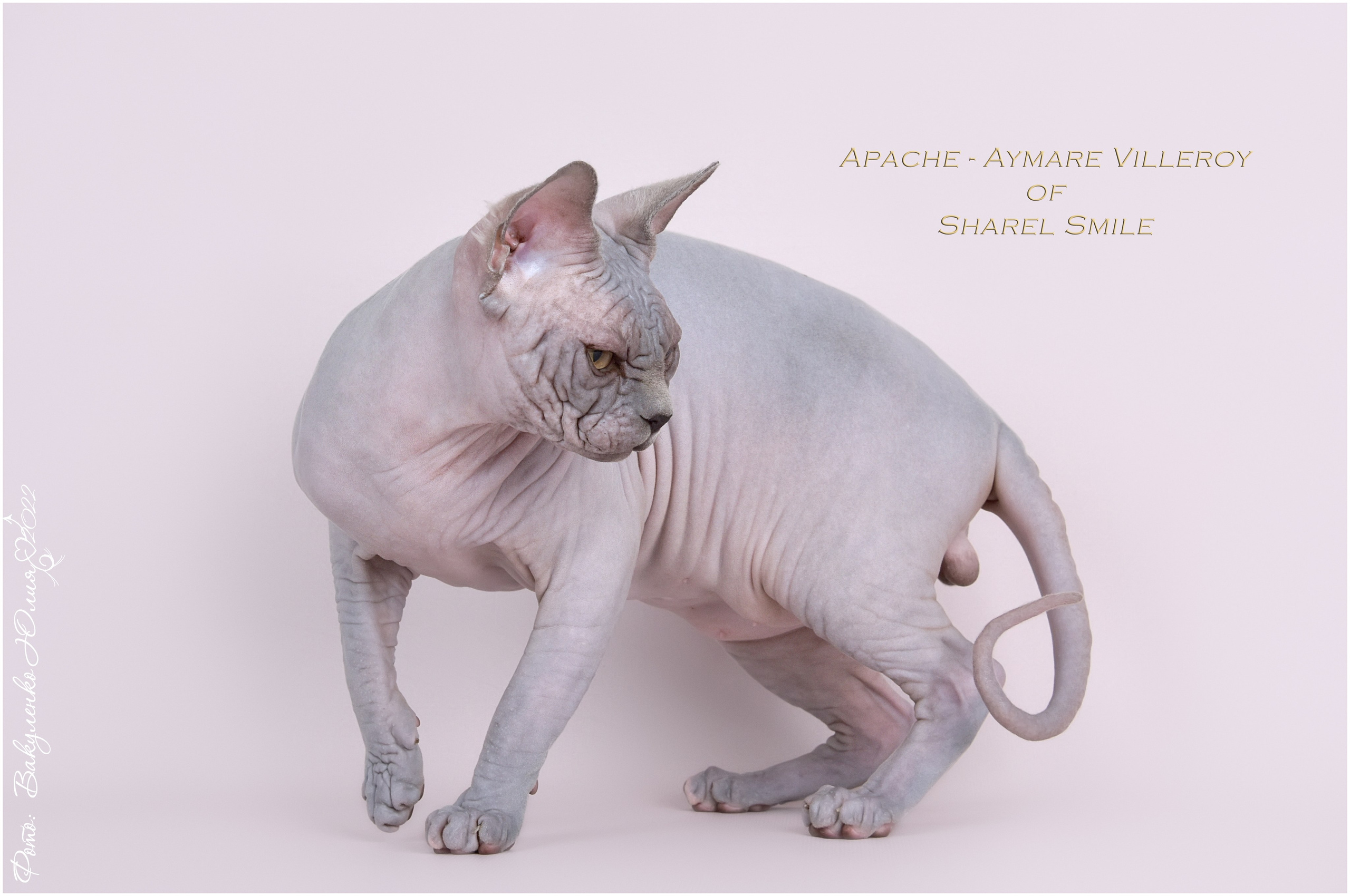 Взрослые. Фотограф анималист | семейный Юлия Вакуленко, г. Краснодар