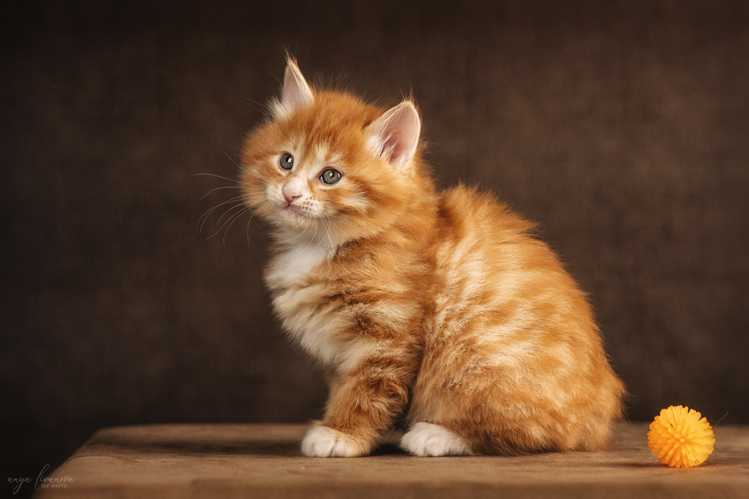 Курильские бобтейлы. Фотограф анималист Аня Ливанова | Рыбинск