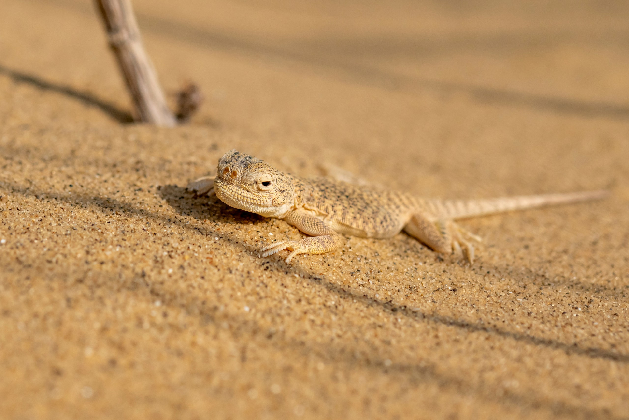 Природа Дагестана, сентябрь 2024. Foto-Zuev фотография как искусство