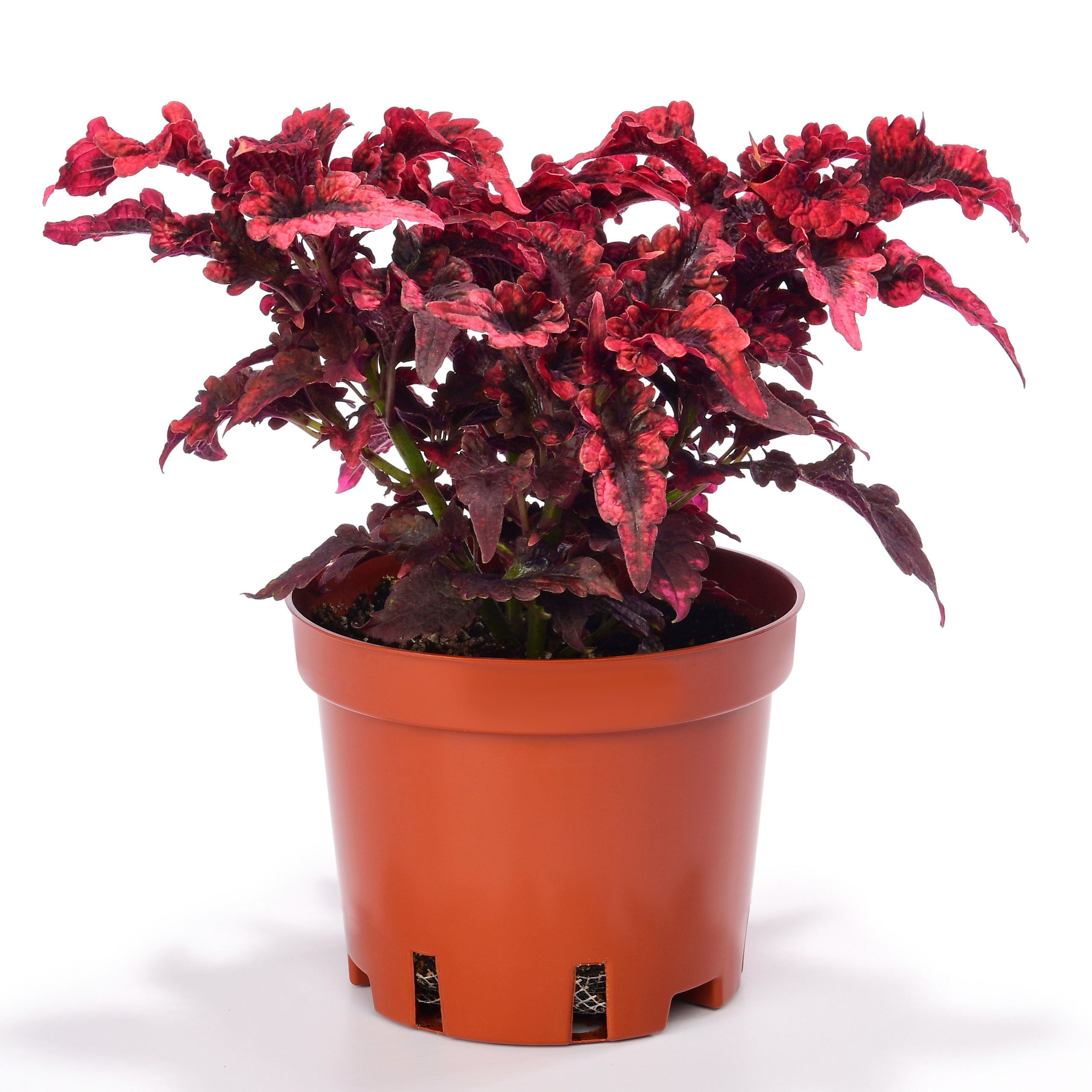 цветок с красными листьями в пластмассовом горшке