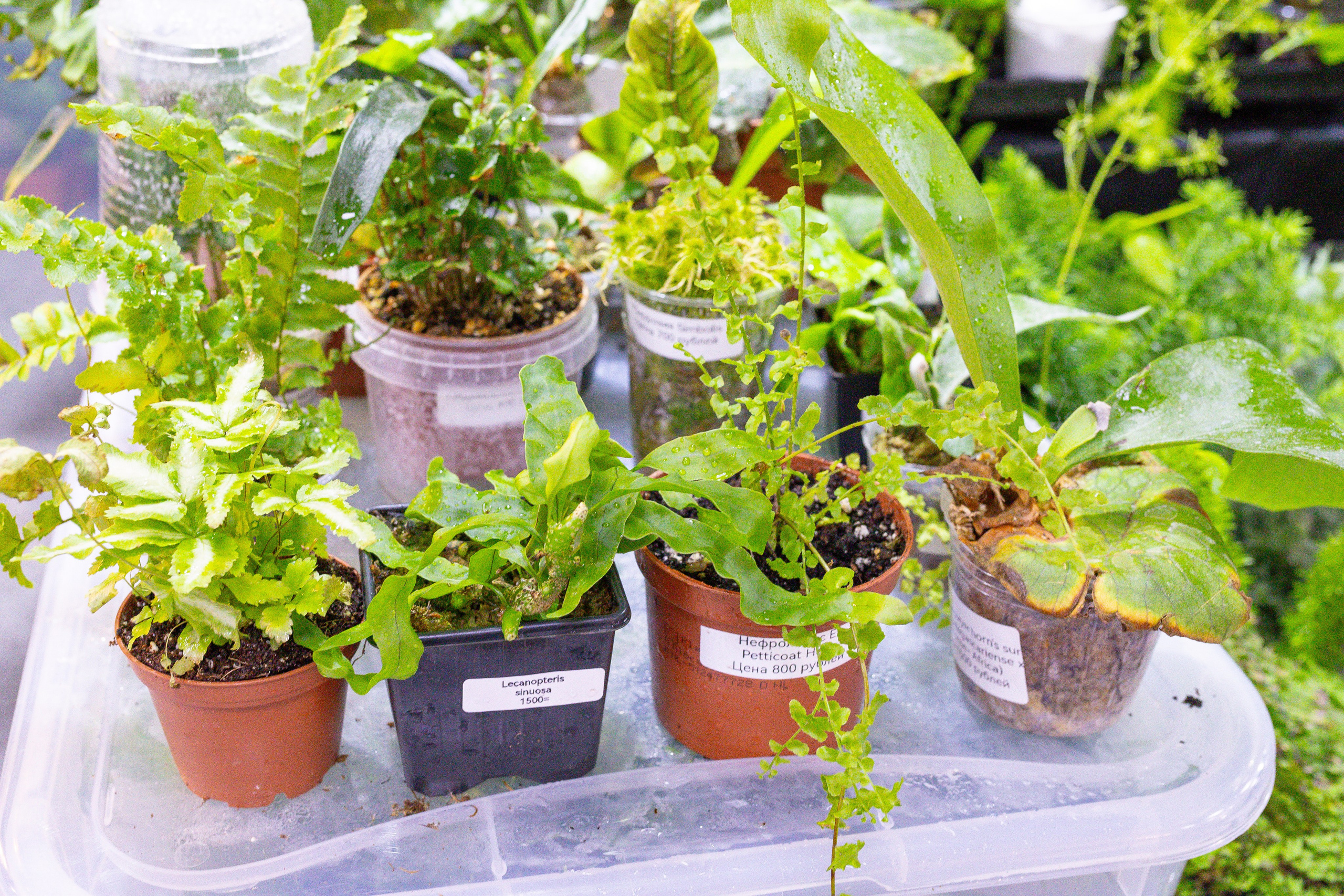 Монстериум 11–12 октября. Александра Куликова фотограф, Москва