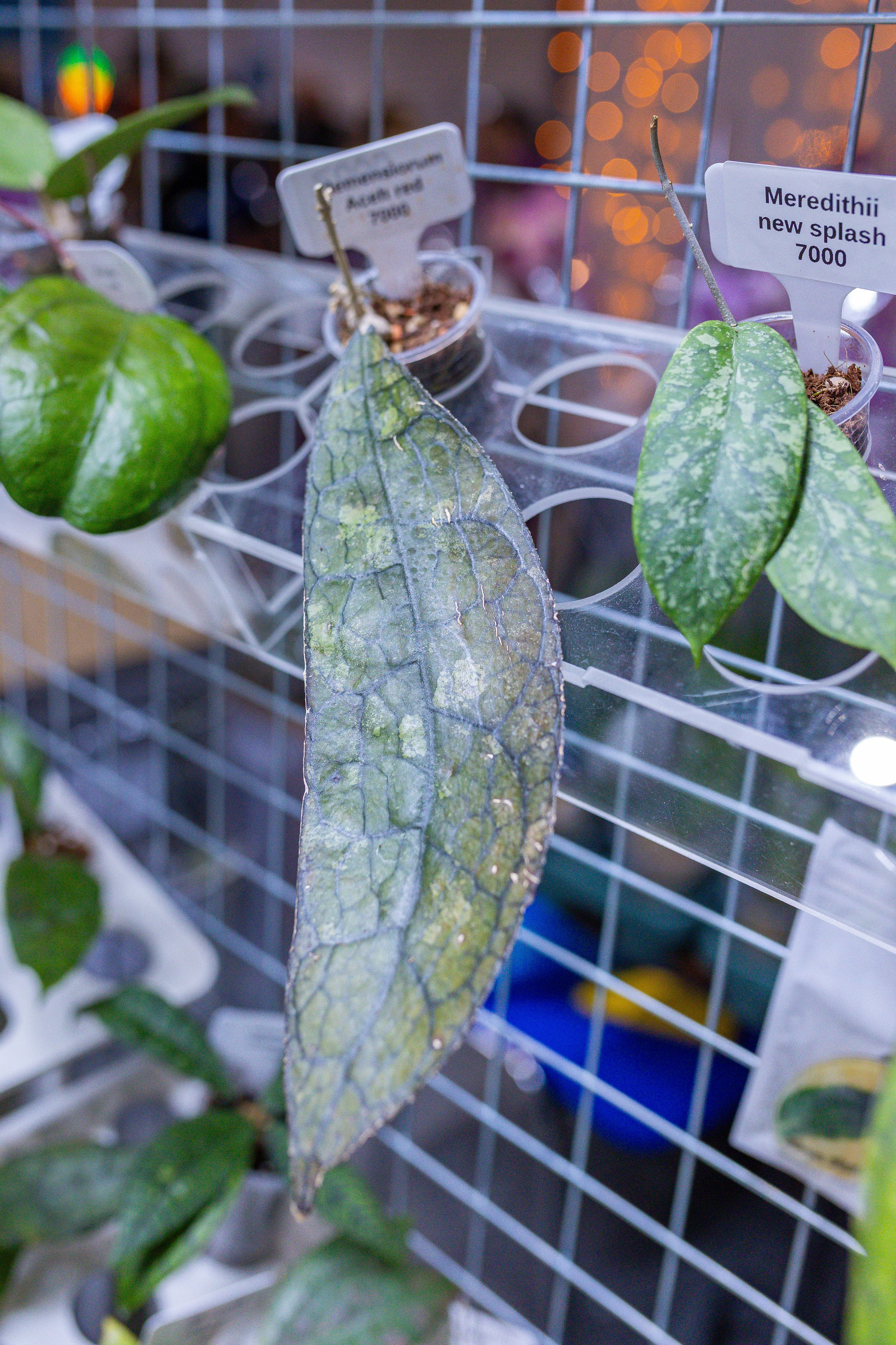 Орхидиум 12.2025. Александра Куликова фотограф, Москва