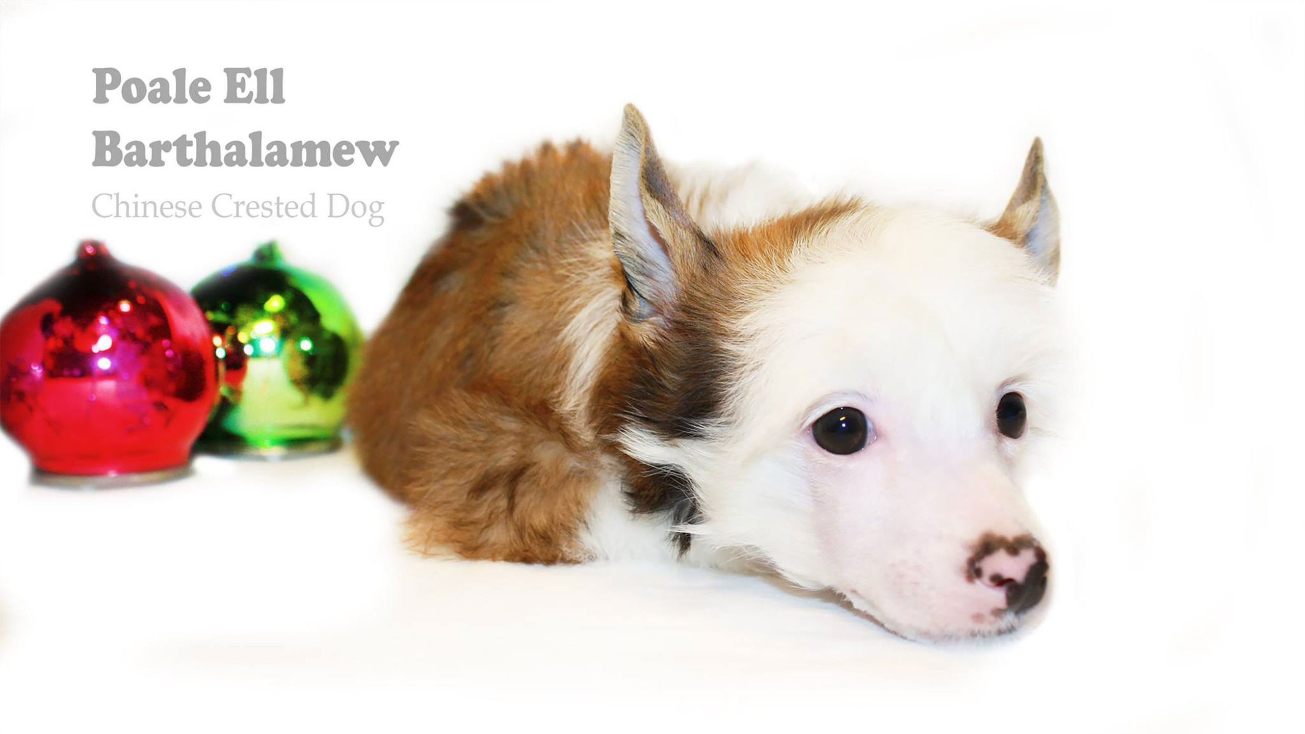 Poale Ell Barthalamew. Chinese Crested Dog Kennel Poale Ell