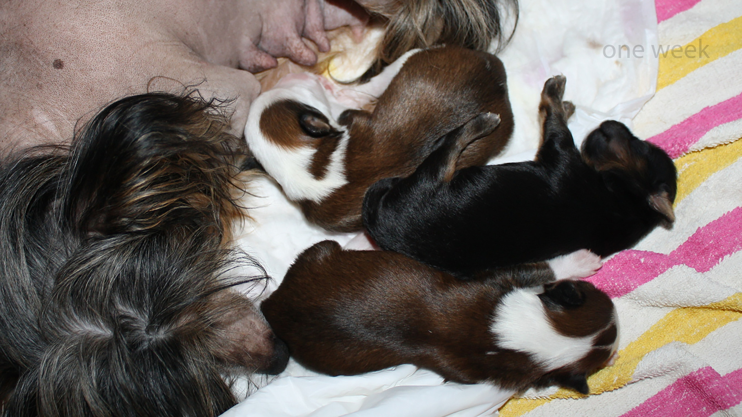 Poale Ell Bazhen. Chinese Crested Dog Kennel Poale Ell