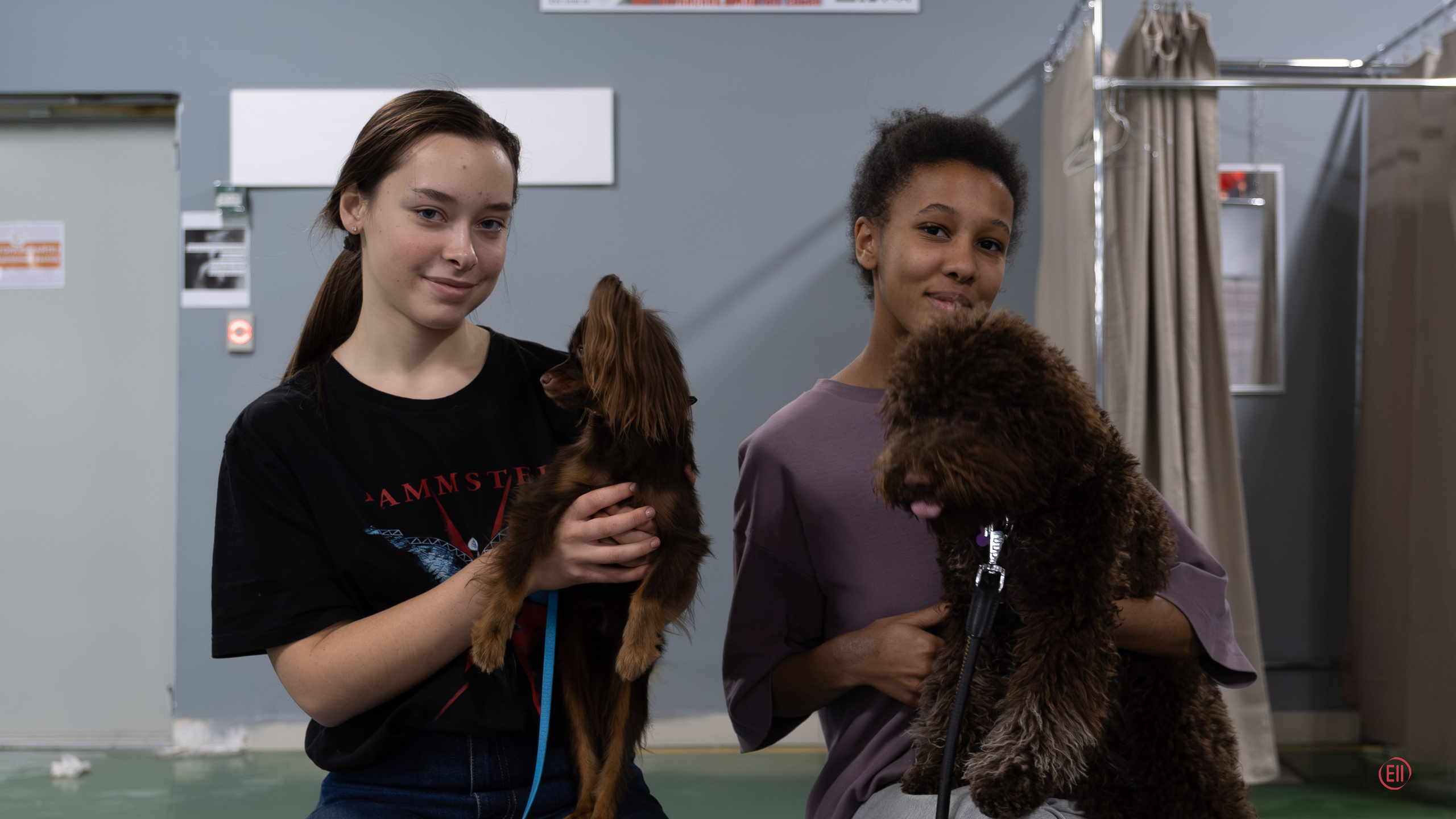 Праздник породы «Яркий мир китайских хохлатых собак». Питомник китайских хохлатых собак Poale Ell: купить щенка