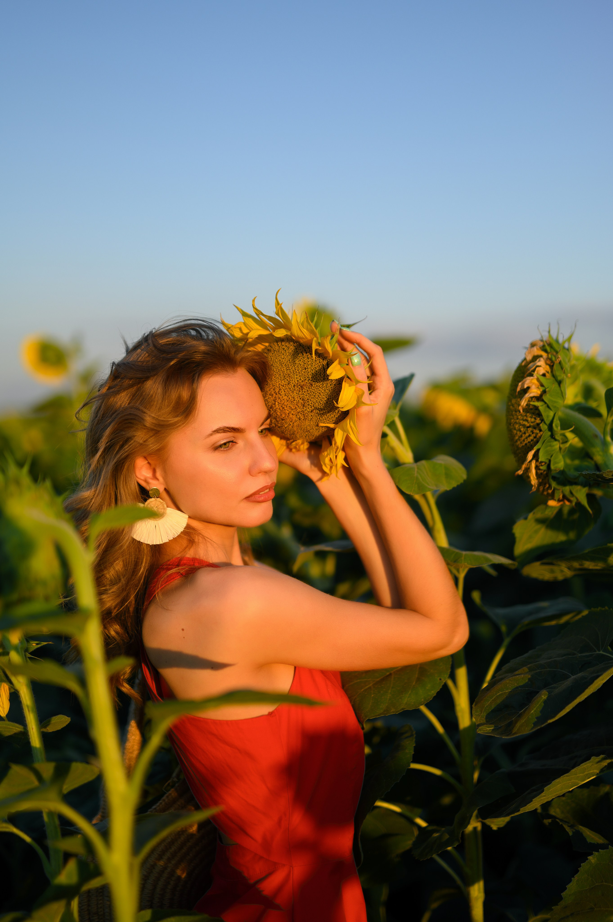 Анна | съемка в подсолнухах. Фотограф в Краснодаре Скубицкая Альбина
