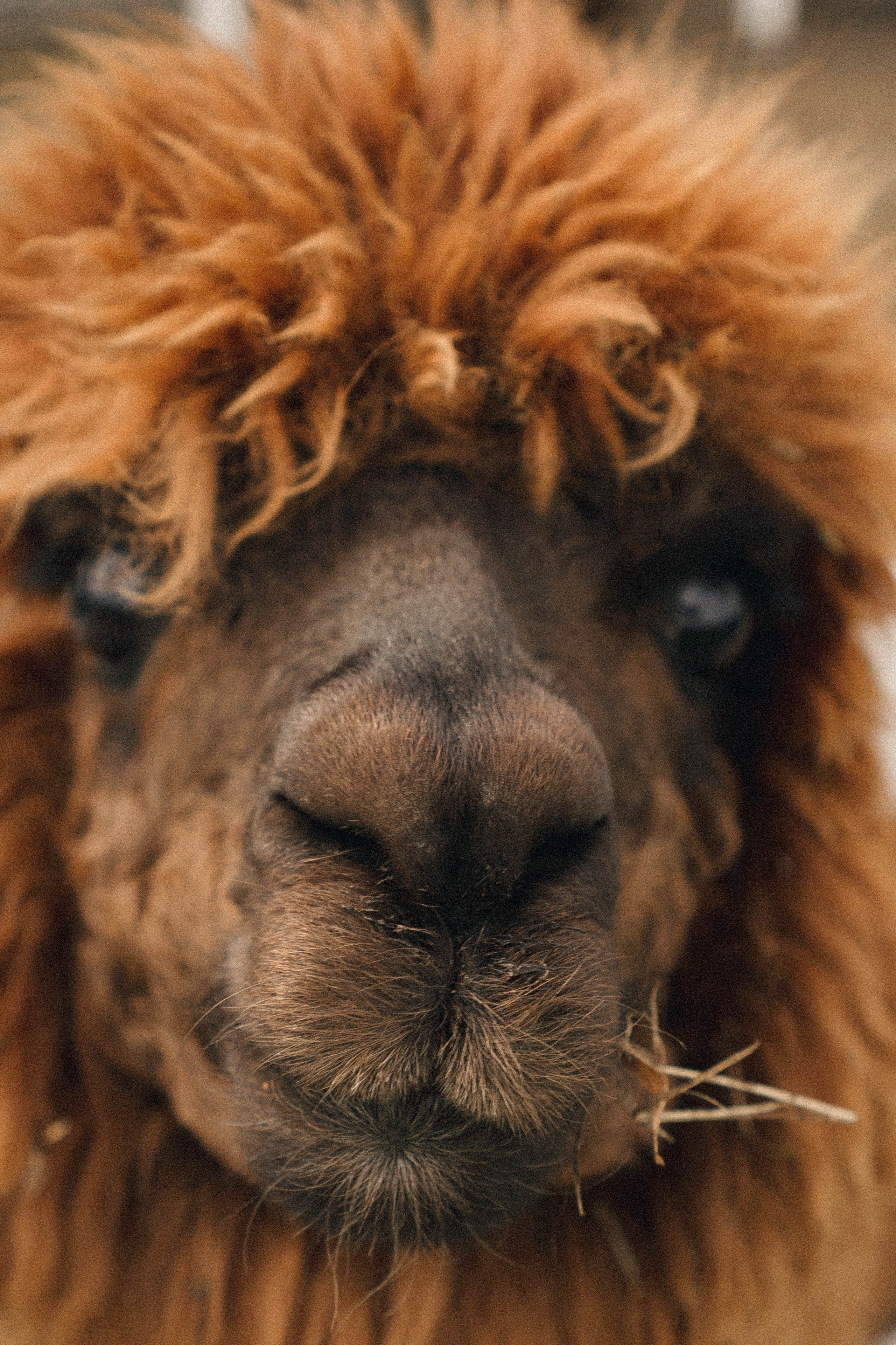 Ферма Альпак. Профессиональный фотограф, Санкт-Петербург — Виктория Богомолова