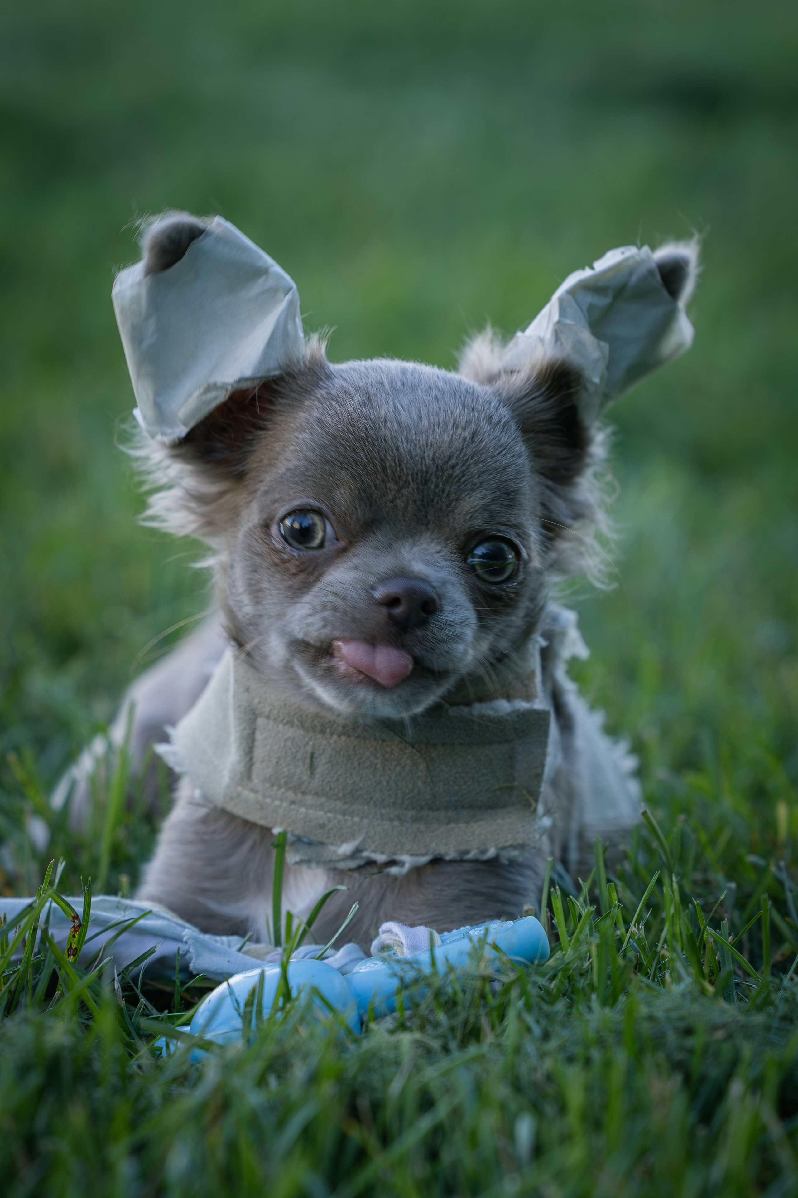 Норман. Виктория Михайловская. Фотограф-анималист. Москва