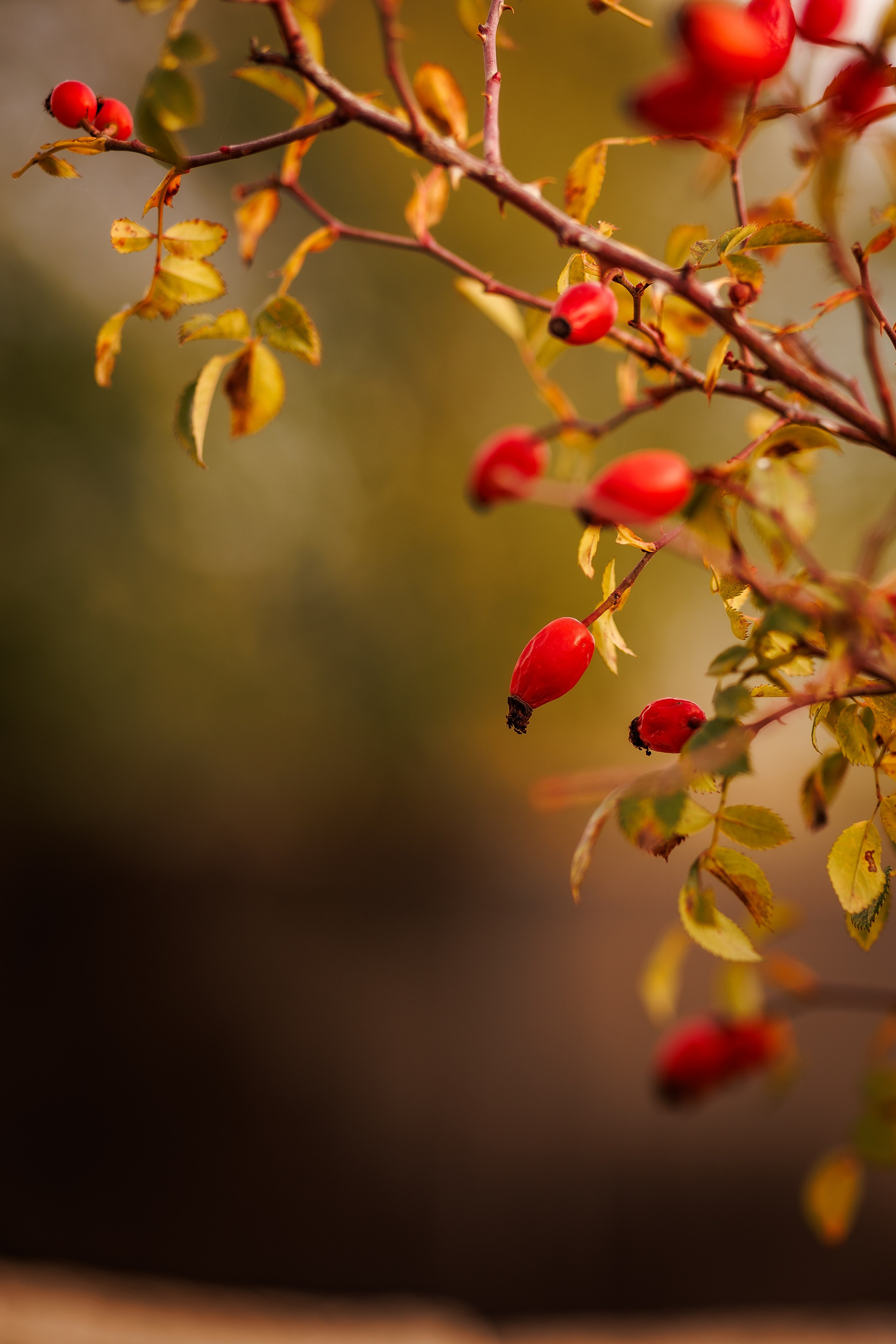 Семейные. Фотограф Катерина Захарова