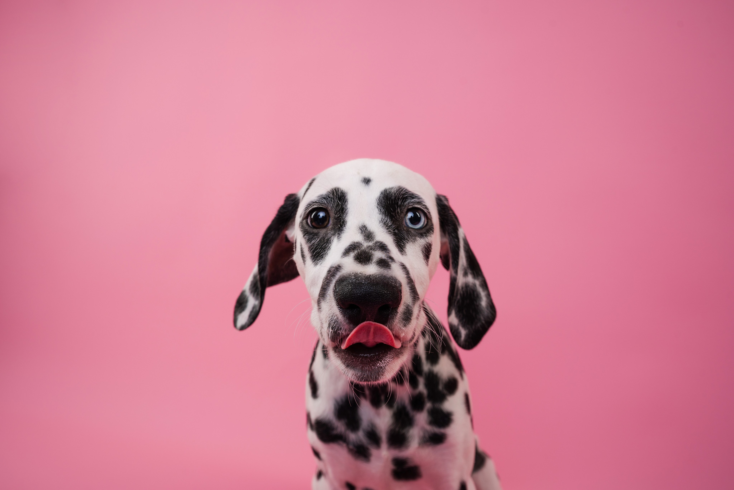 Далматин Одри. Фотограф анималист Осипчикова Мария