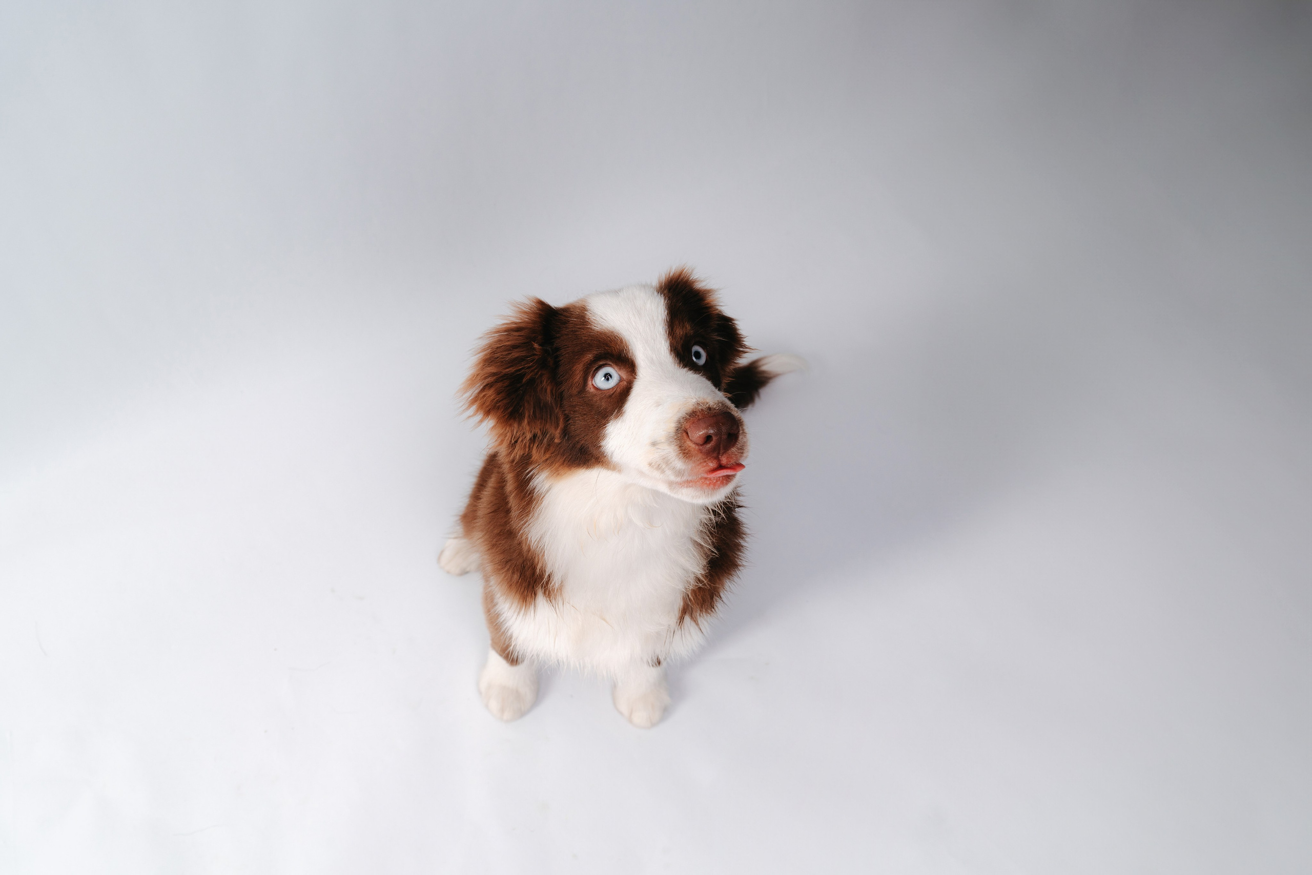 Миниаусси Дайс. Фотограф анималист Осипчикова Мария