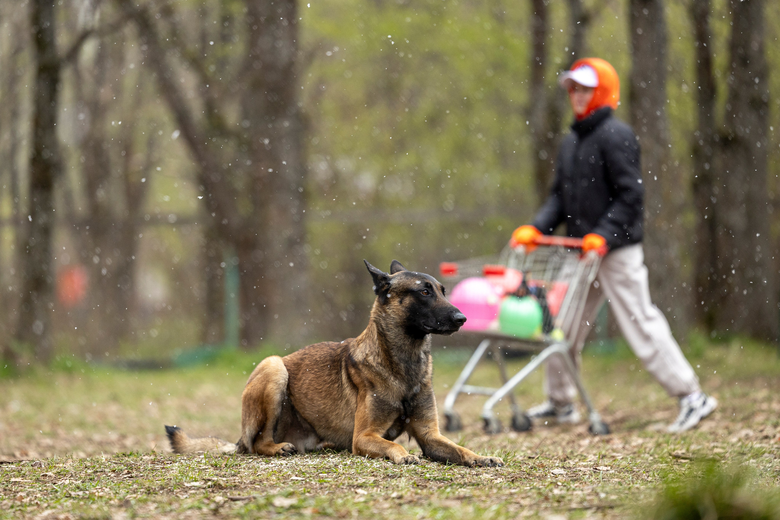 Квалификационные состязания по мондьорингу г. Вологда 11.05.24. Фотограф-анималист Анна Маринич
