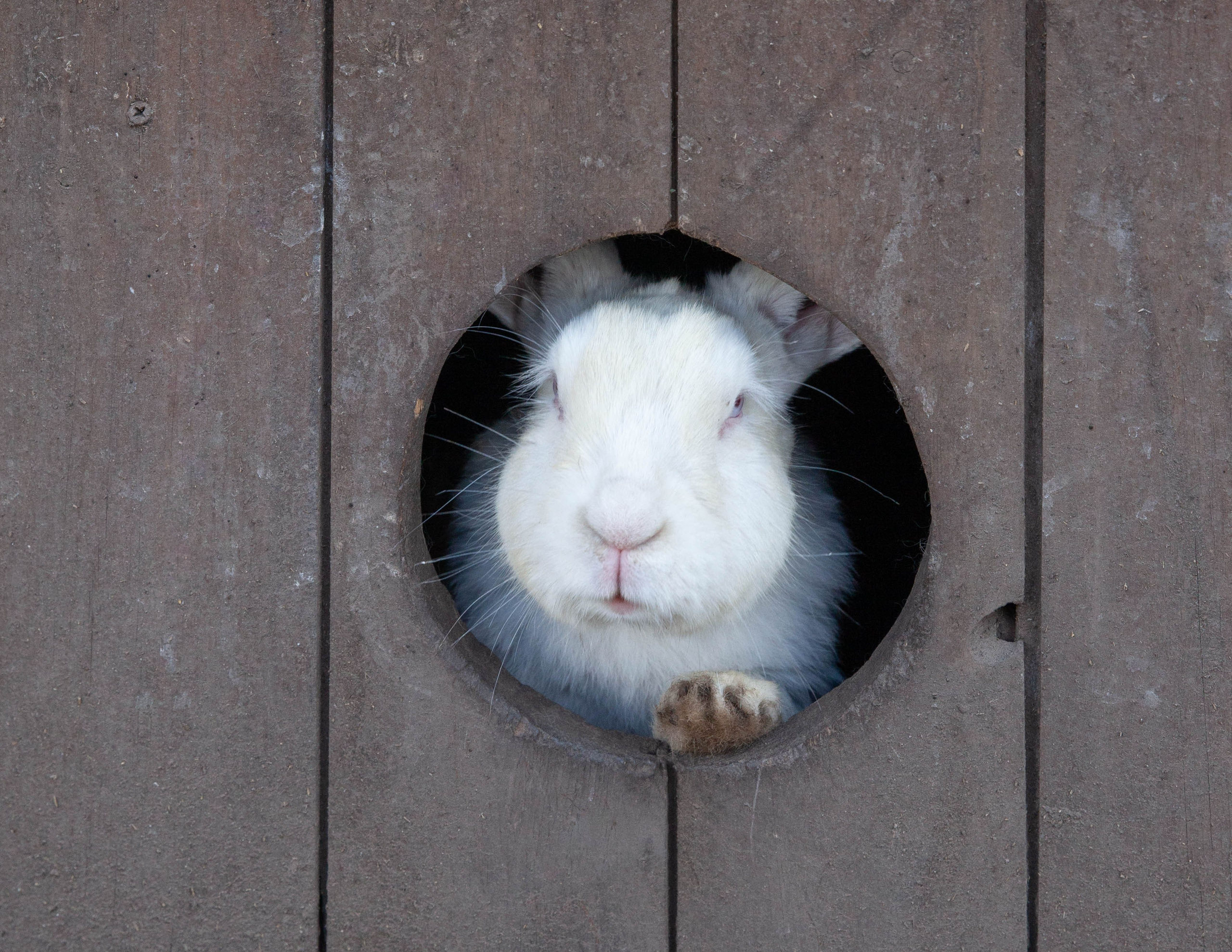 Animals and pets. Visual artist Olga Burmistrova