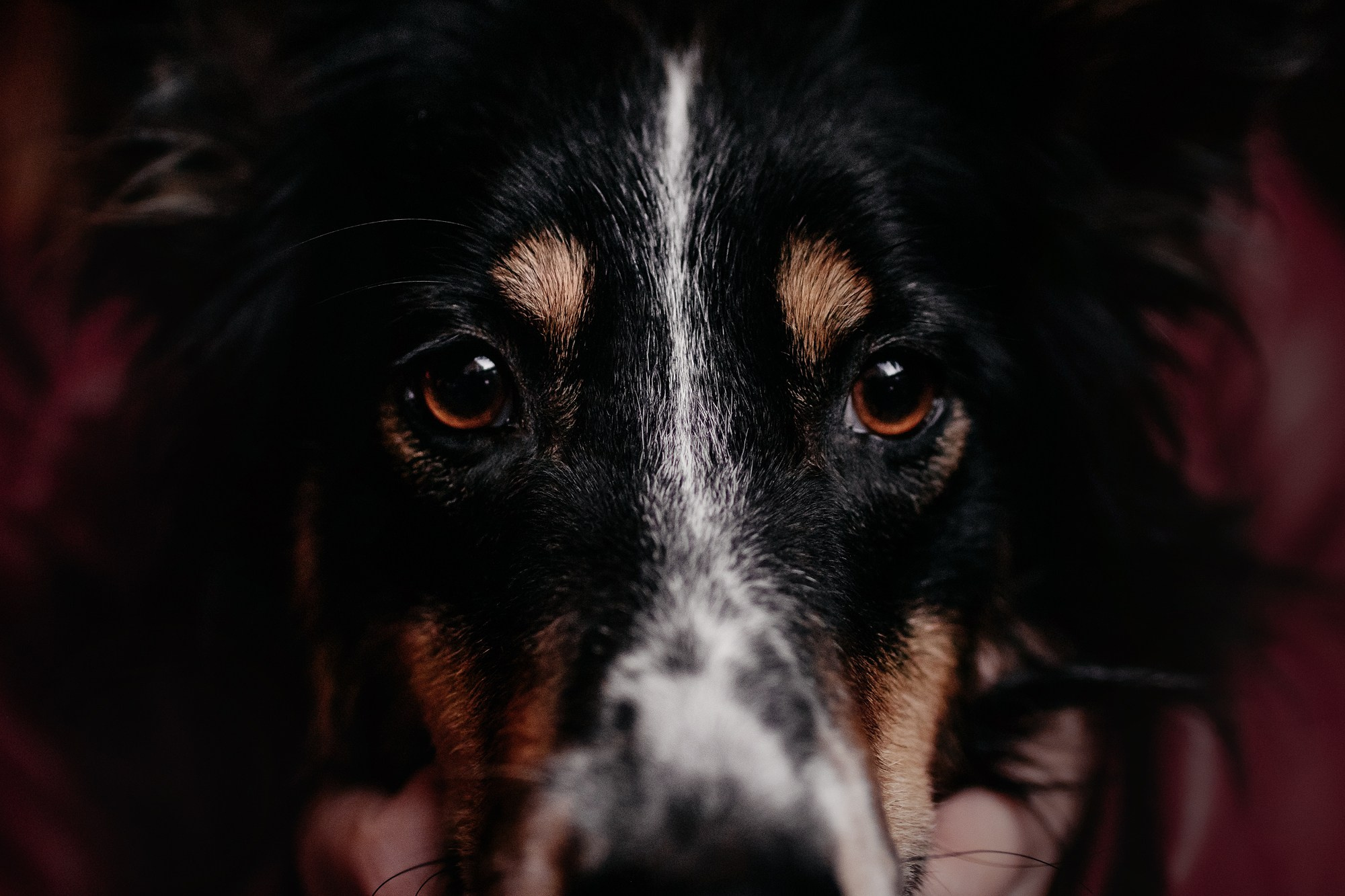 Соня и Юки. Фотограф Наталья Потапова