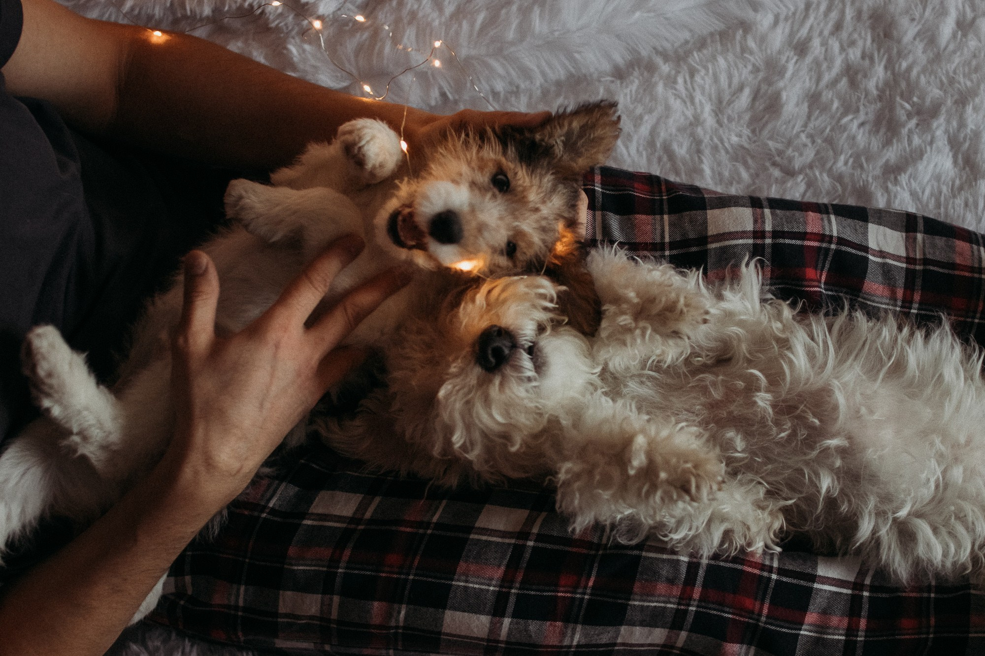 Ребята и фоксы. Фотограф Наталья Потапова