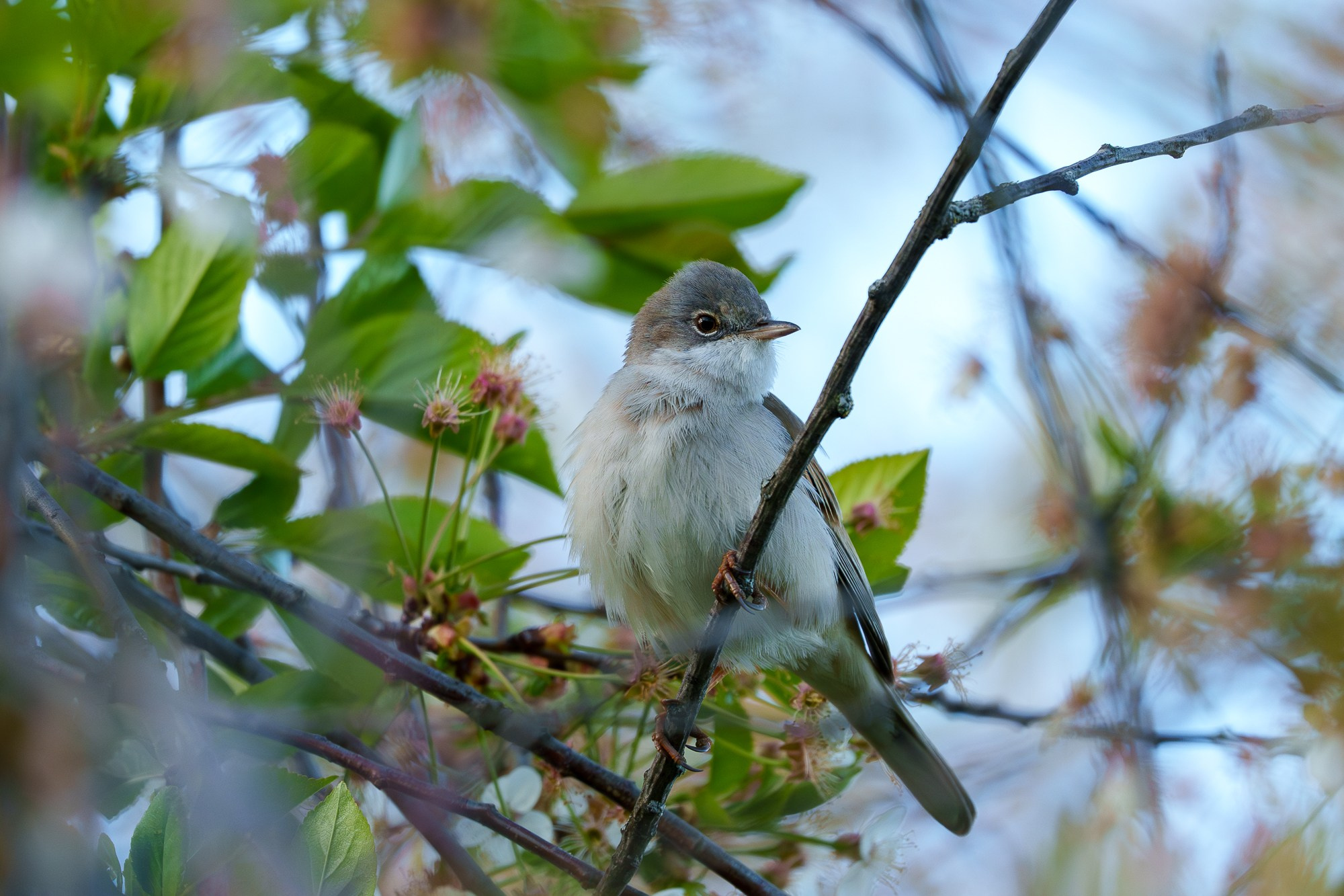 Удивительные мир птиц. Вокруг нас столько прекрасного — присмотритесь!. Ваш личный фотограф Марина Волкова