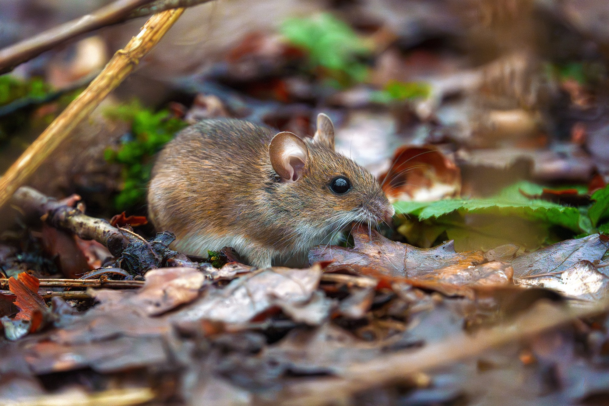 Животные. Ваш личный фотограф Марина Волкова