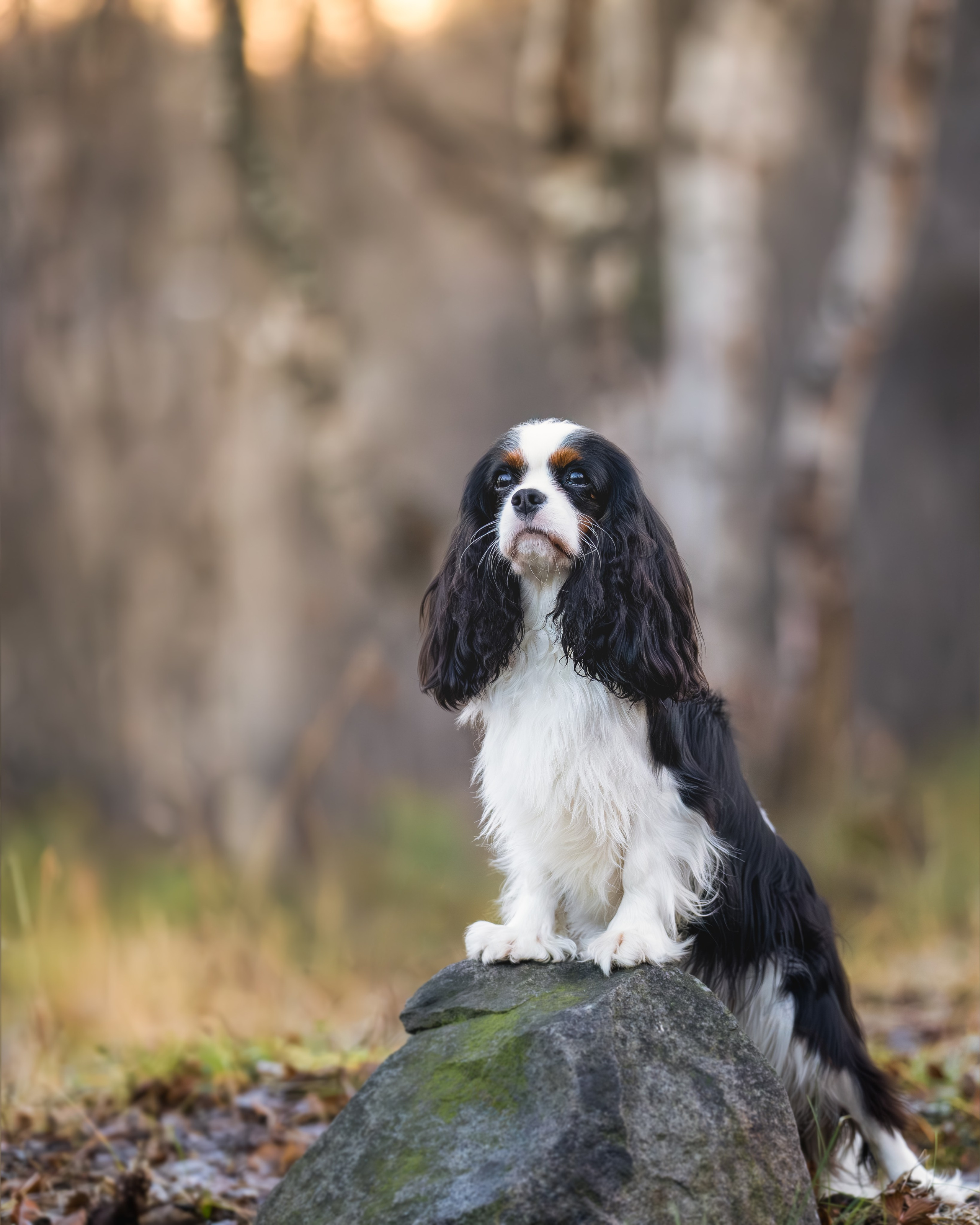 ККЧС Луна. Главная