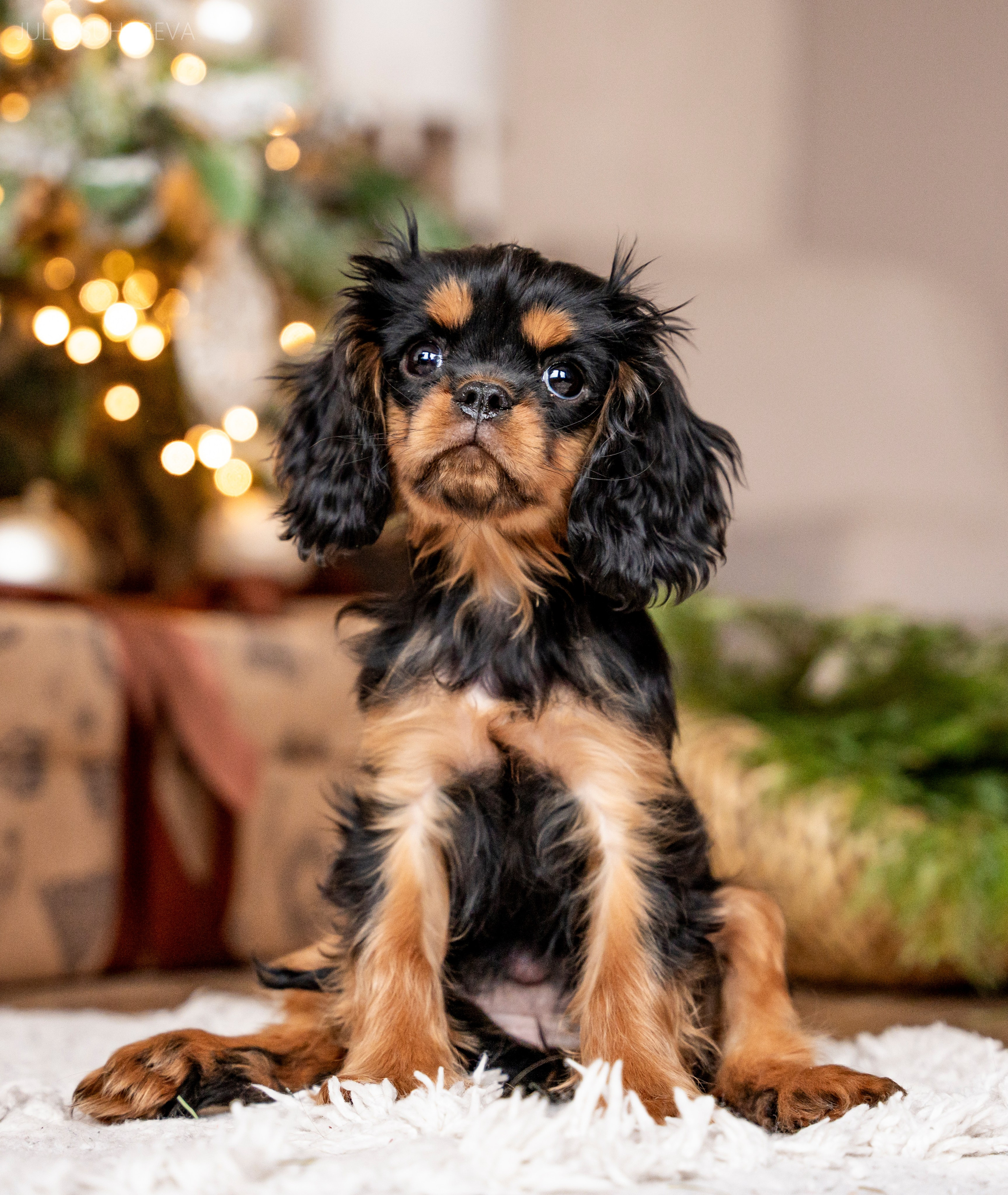 Щенки Кавалер кинг-чарльз-спаниель (Новый год). Главная