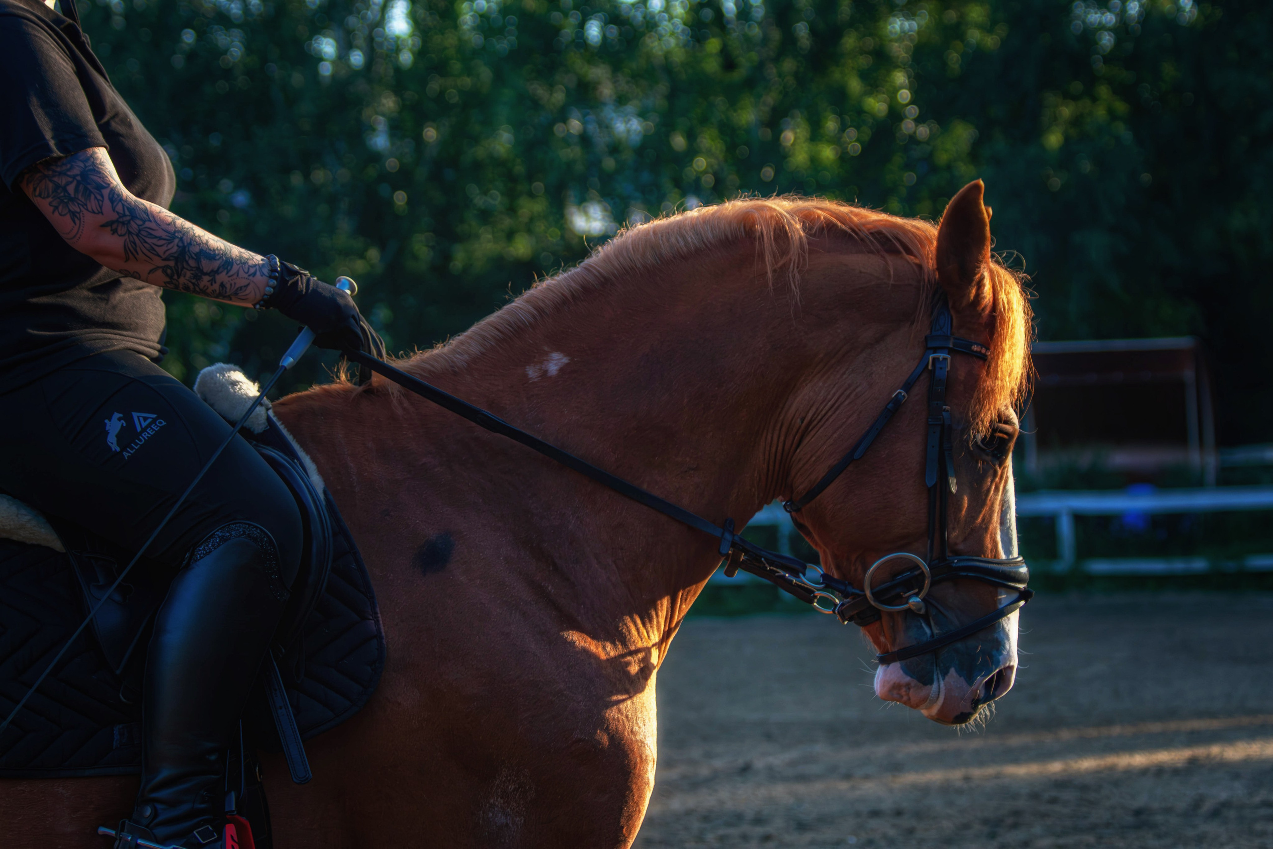 Таисия и Камелот. Фотограф анималист — Тула, Москва