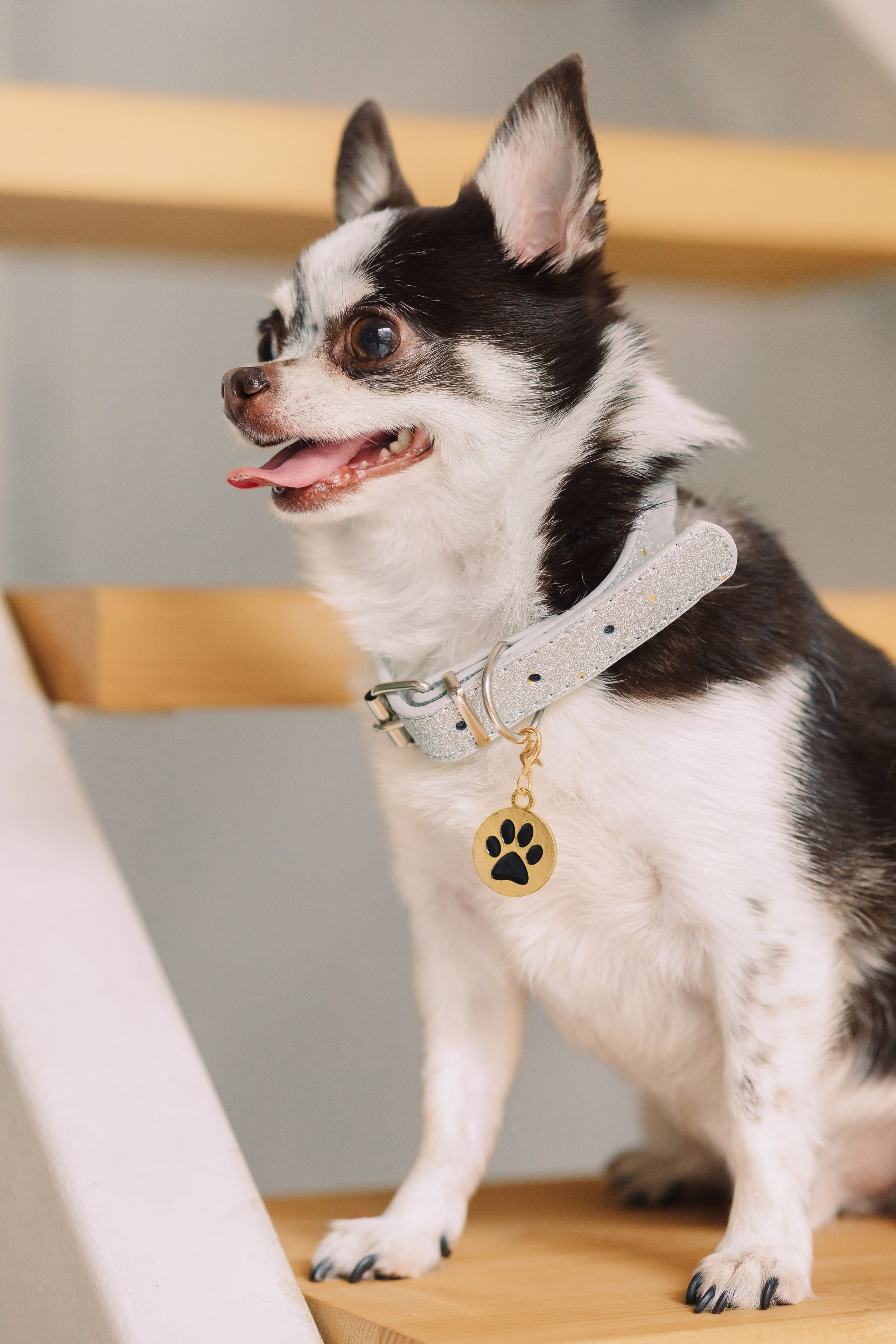 Магазин Friend of mine. Фотограф-анималист Елена Радченко, Москва