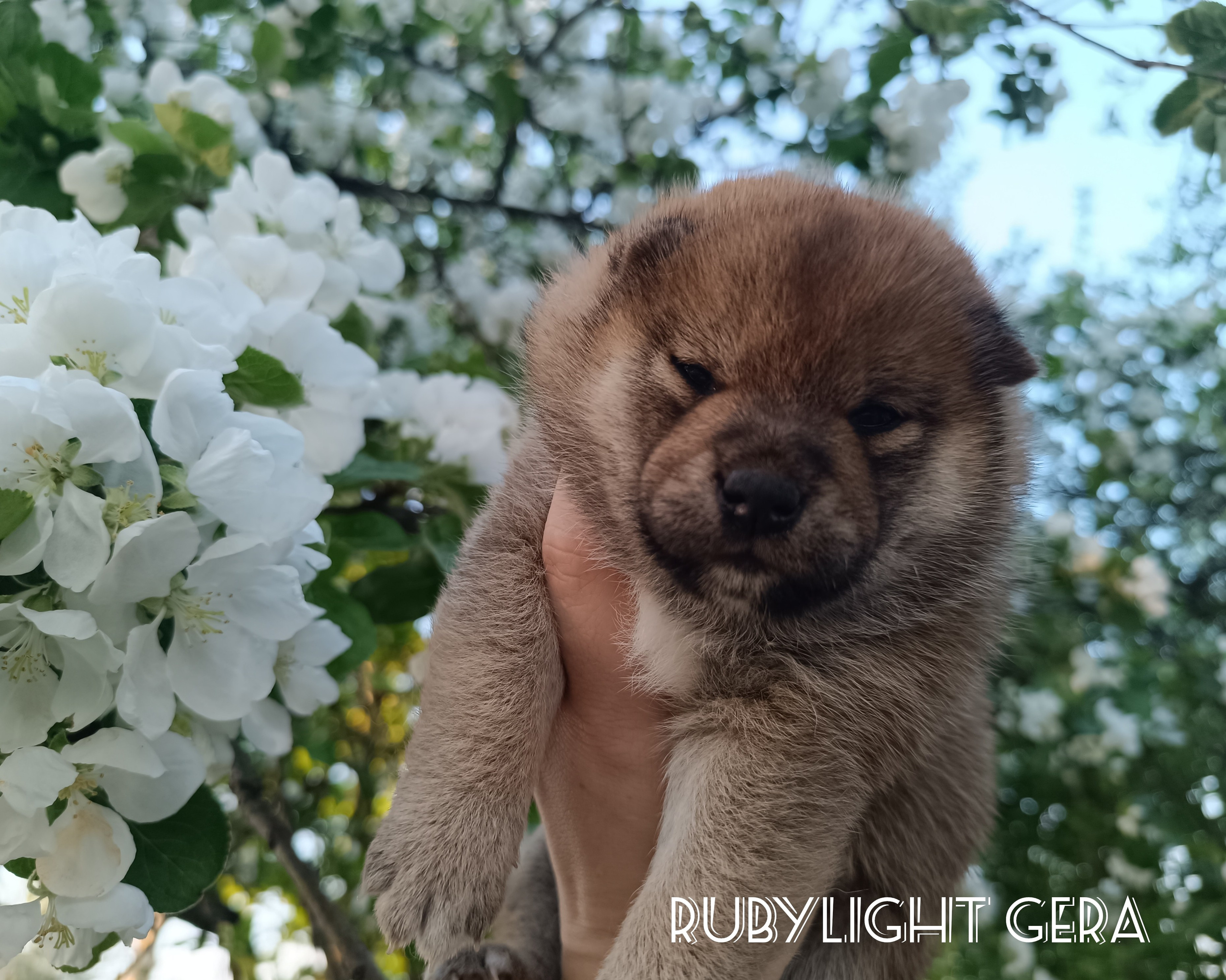 сиба питомник Рубилайт щенки на продажу rubylight  сиба щенки купить СПб Санкт-Петербург