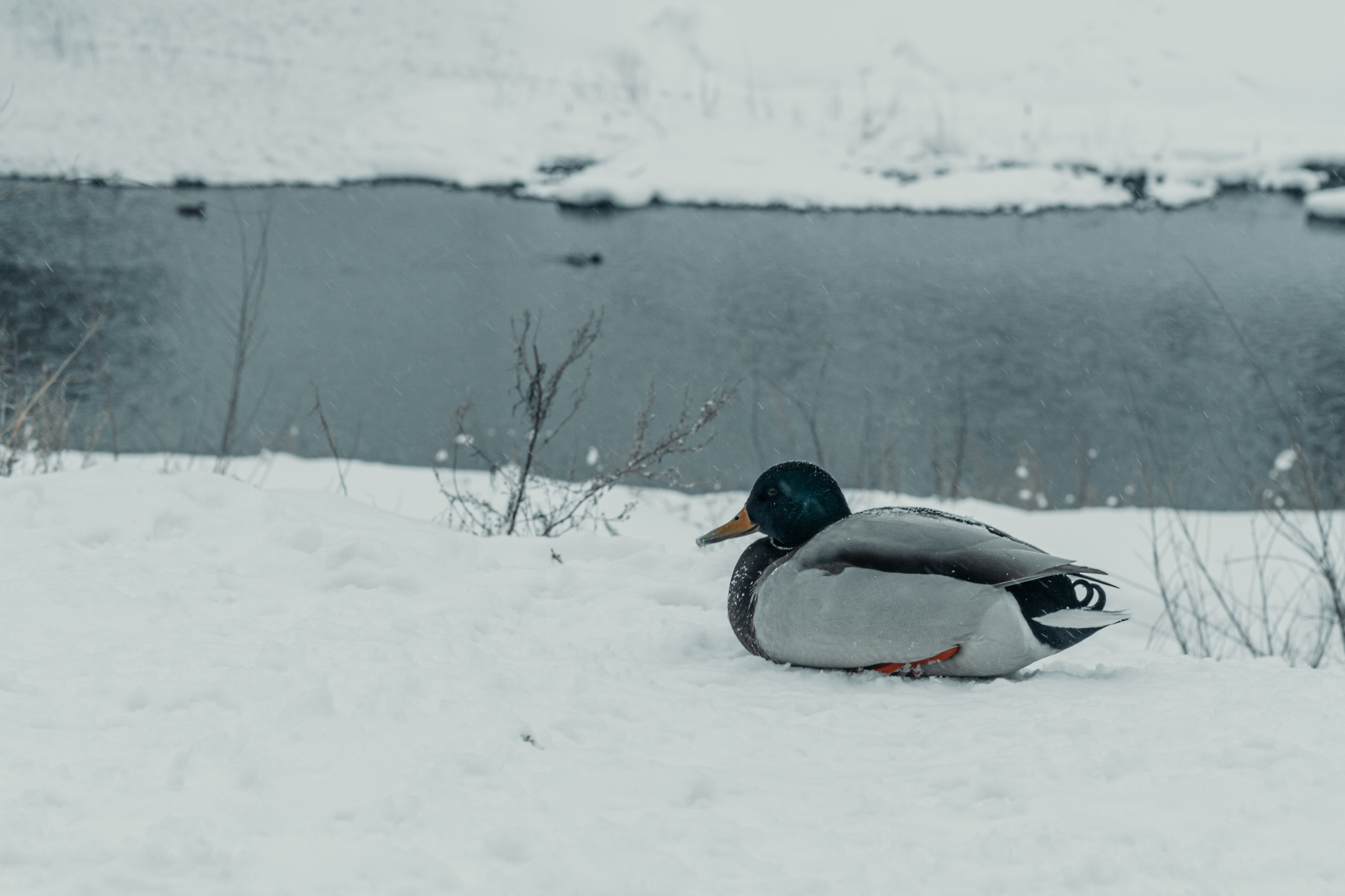 Животные. Фотограф в Новокузнецке