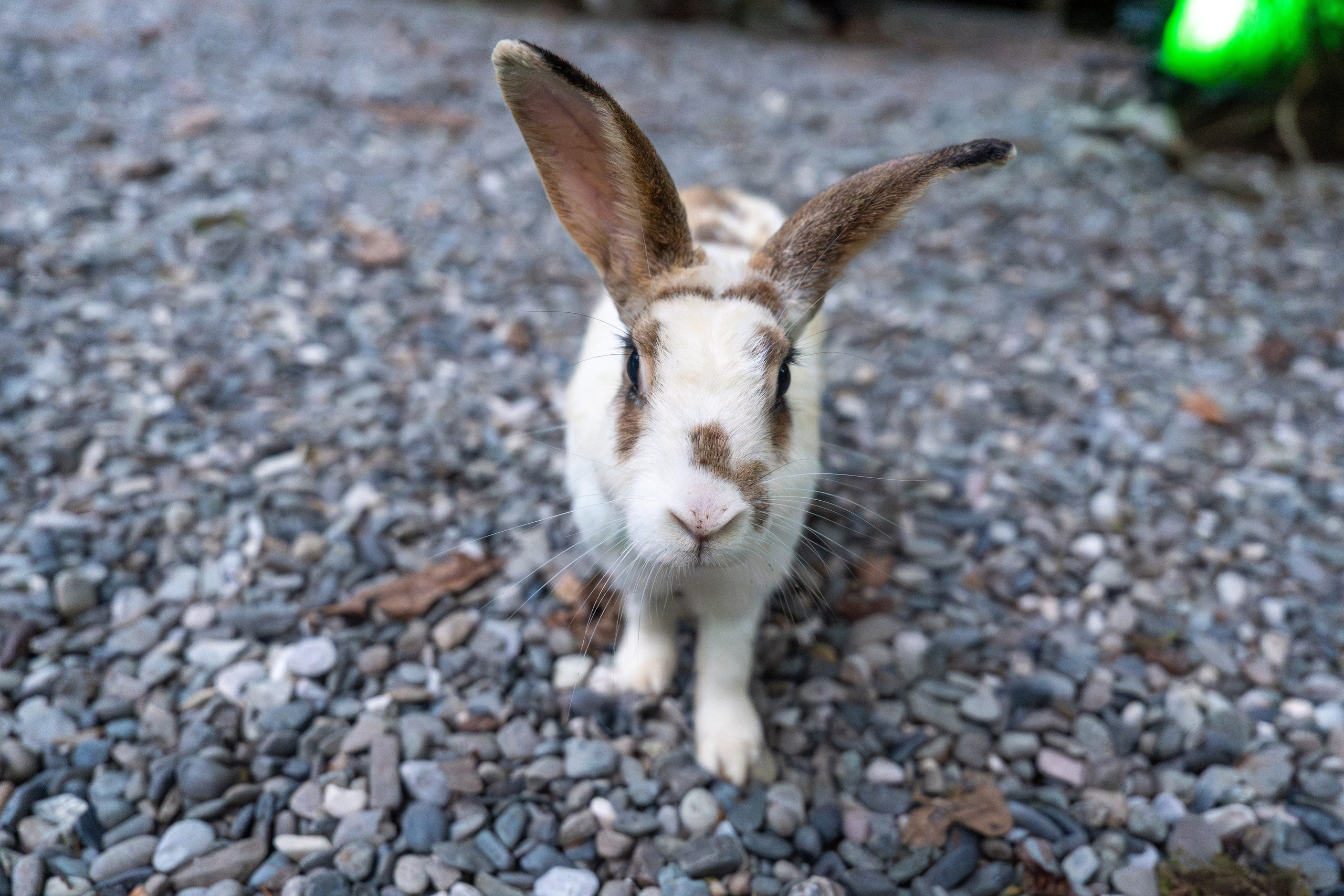 MICE меоприятие на курорте Красная Поляна для компании «Неометрия''. Репортажный фотограф в Красной Поляне и Сочи Павлюченко Екатерина