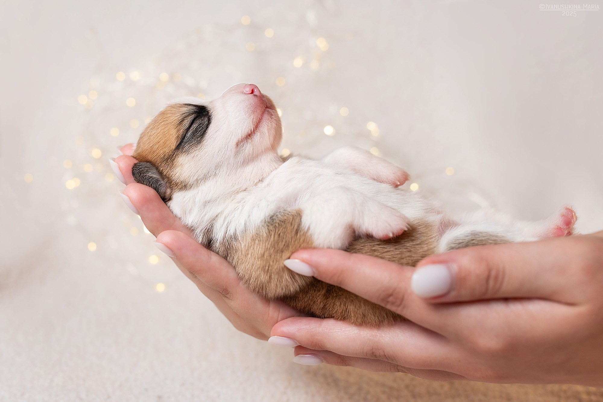 Ньюборн фотосессия щенков. Фотограф собак в Москве и Московской области Иванушкина Мария