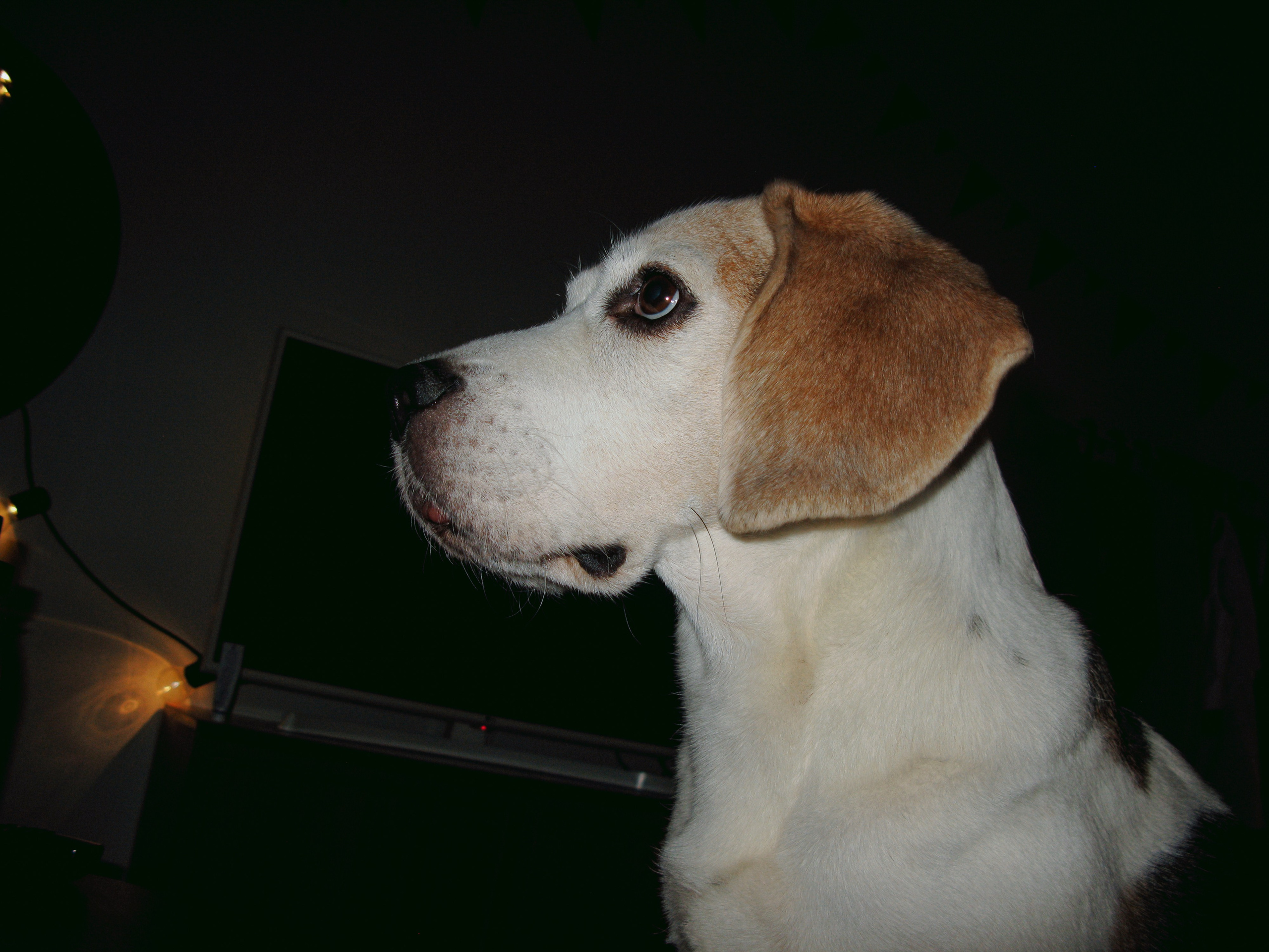 Mar. Фотограф Миланазавр