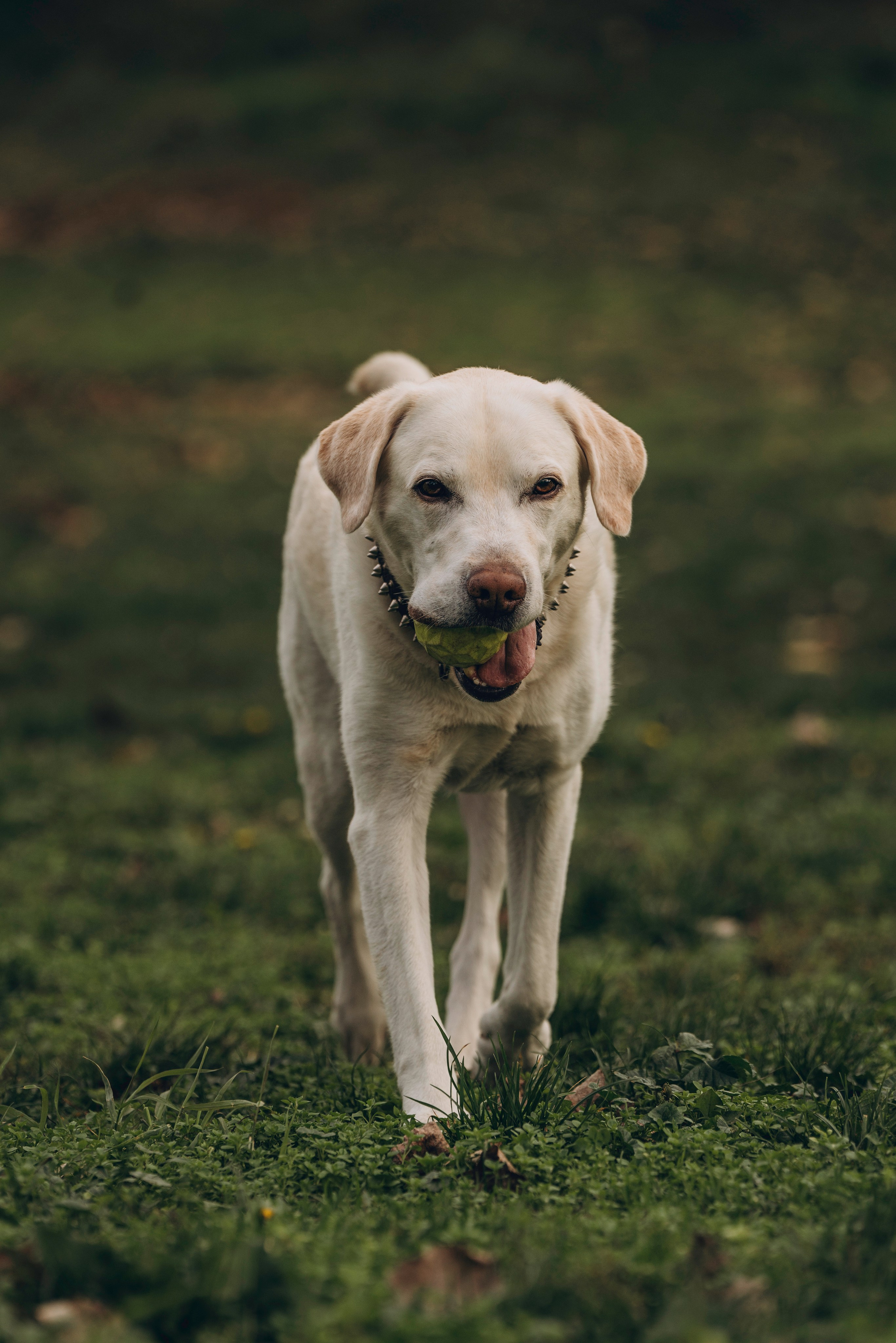 Вати, Лена и Леван. Фотограф анималист в Спб недорого Олеся Майорова