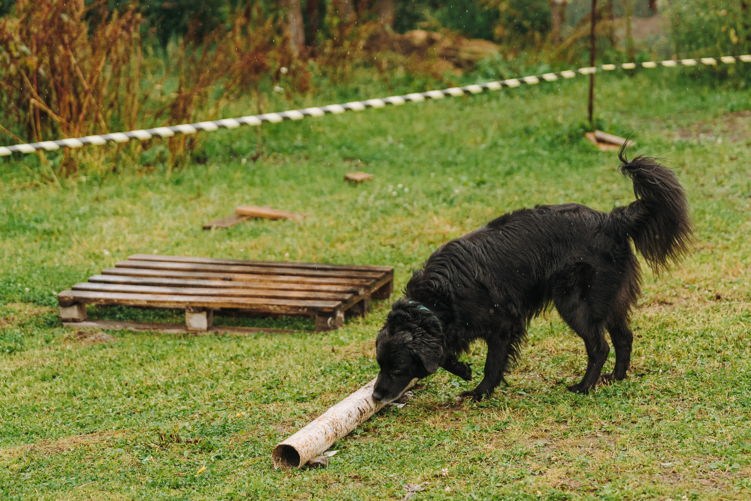 Соревнования по ноузворку в Новожилово. Фотограф анималист в Спб недорого Олеся Майорова