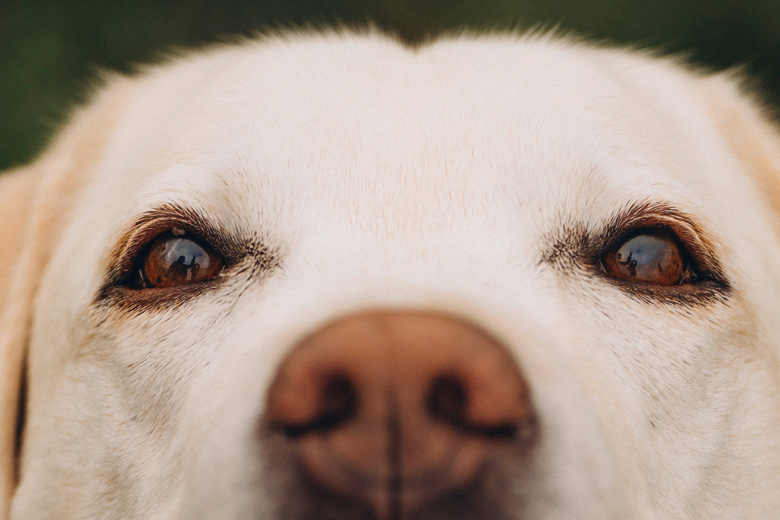 Вати, Лена и Леван. Фотограф анималист в Спб недорого Олеся Майорова