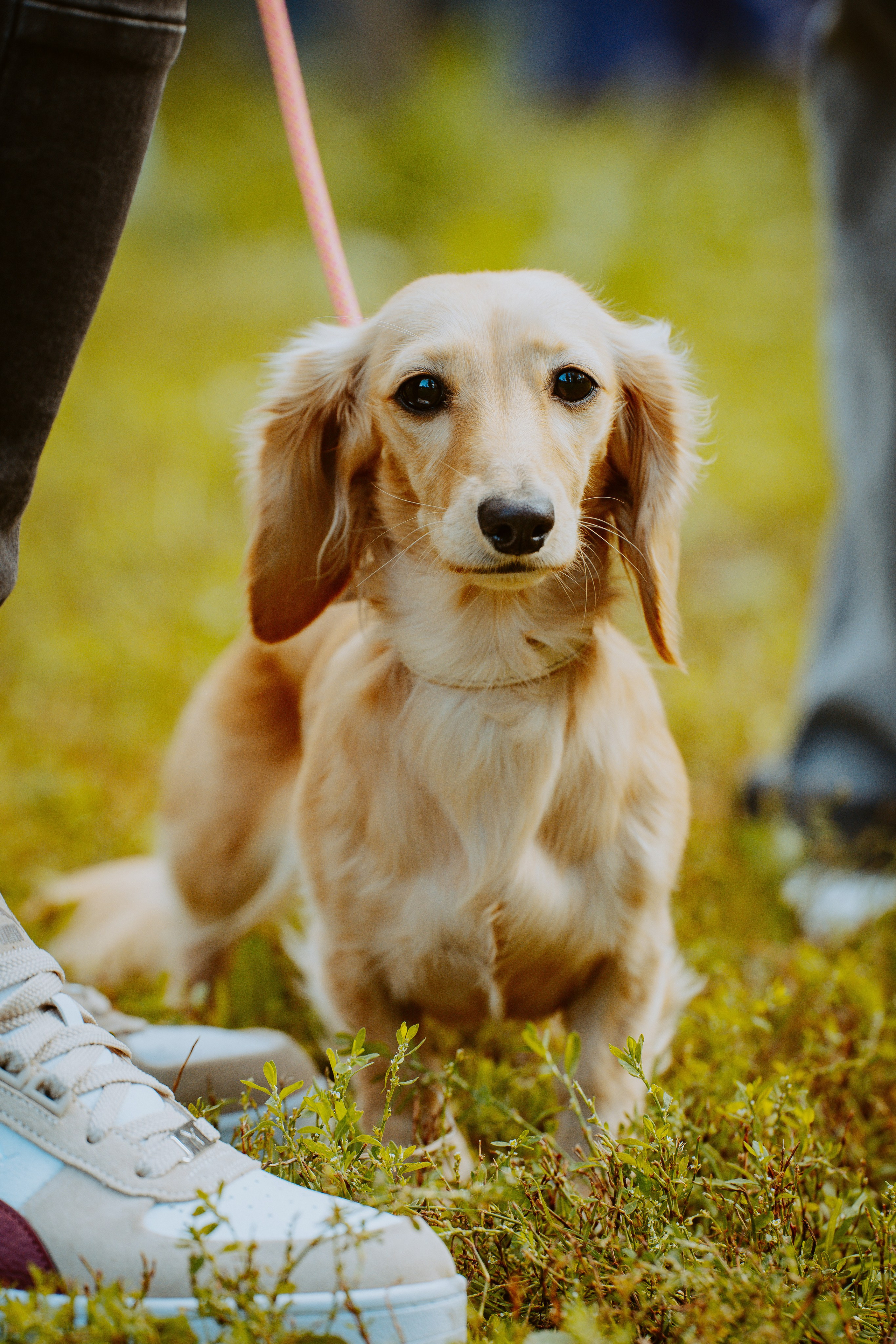 Такспарад. Фотограф анималист в Спб недорого Олеся Майорова