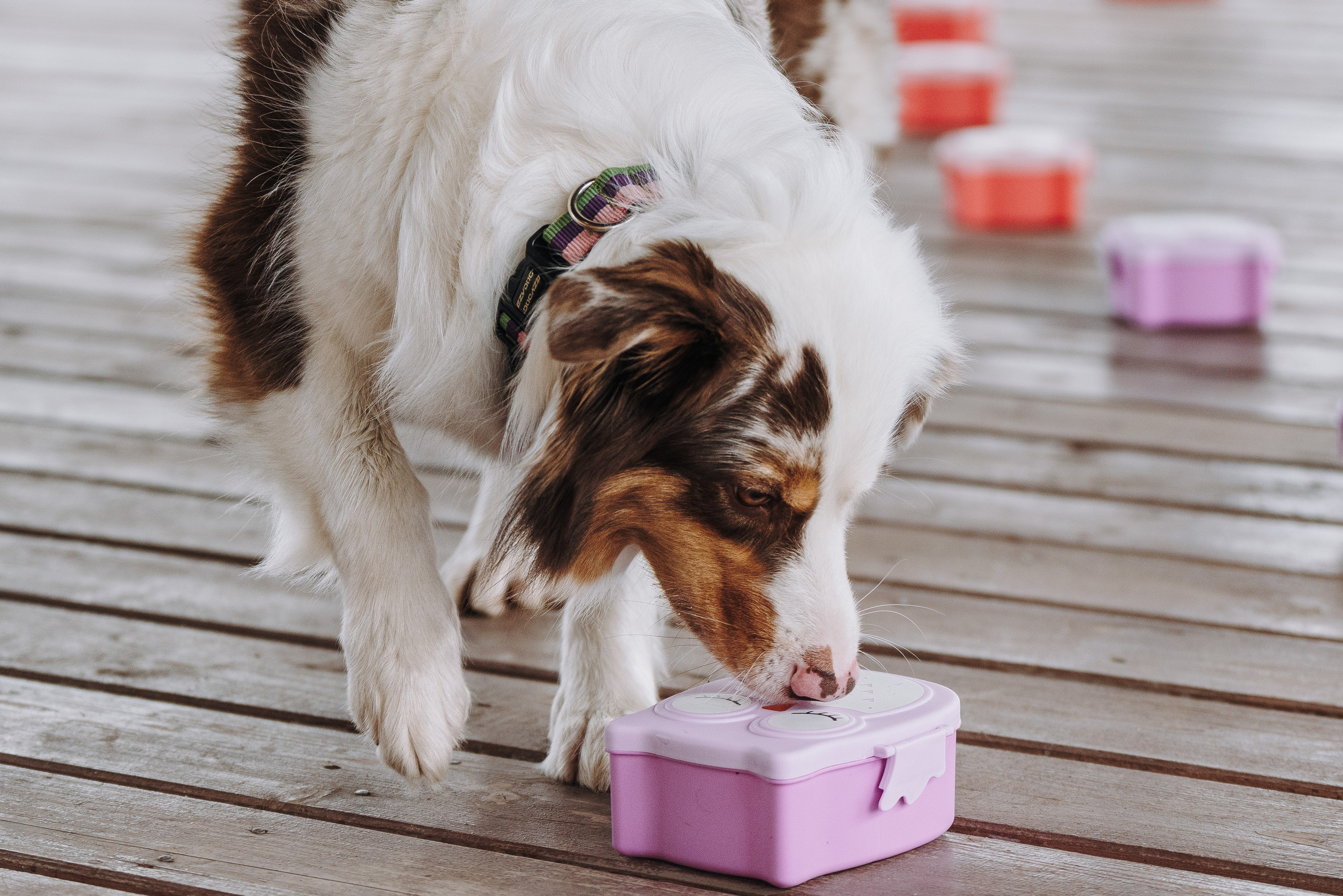 Соревнования по ноузворку в Лосево. Фотограф анималист в Спб недорого Олеся Майорова