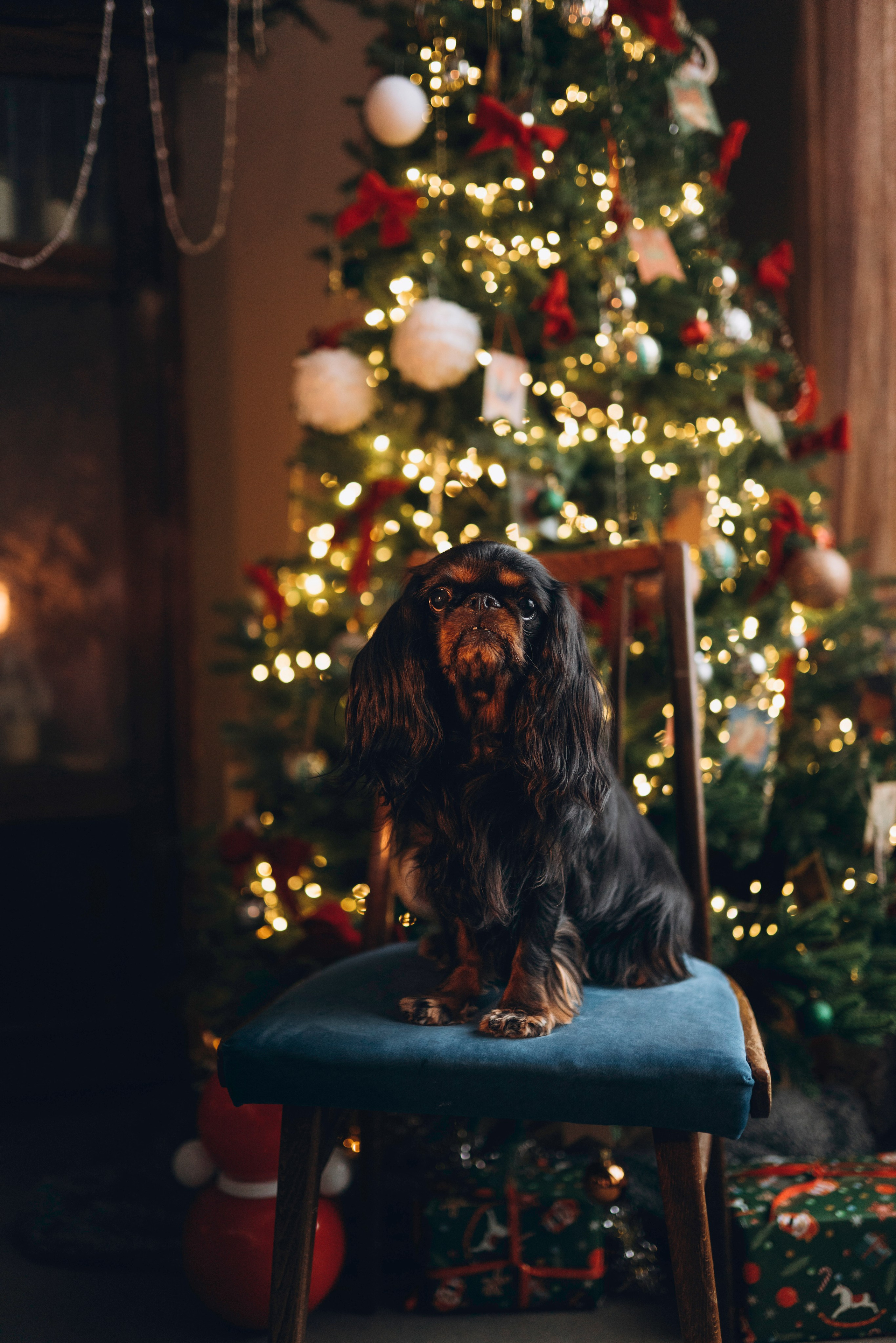Ариша и её семья. Фотограф анималист в Спб недорого Олеся Майорова